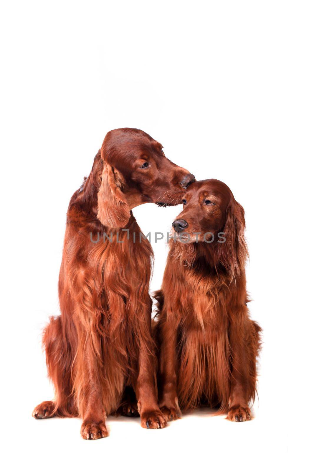 Two Irish Red Setters isolated on white background