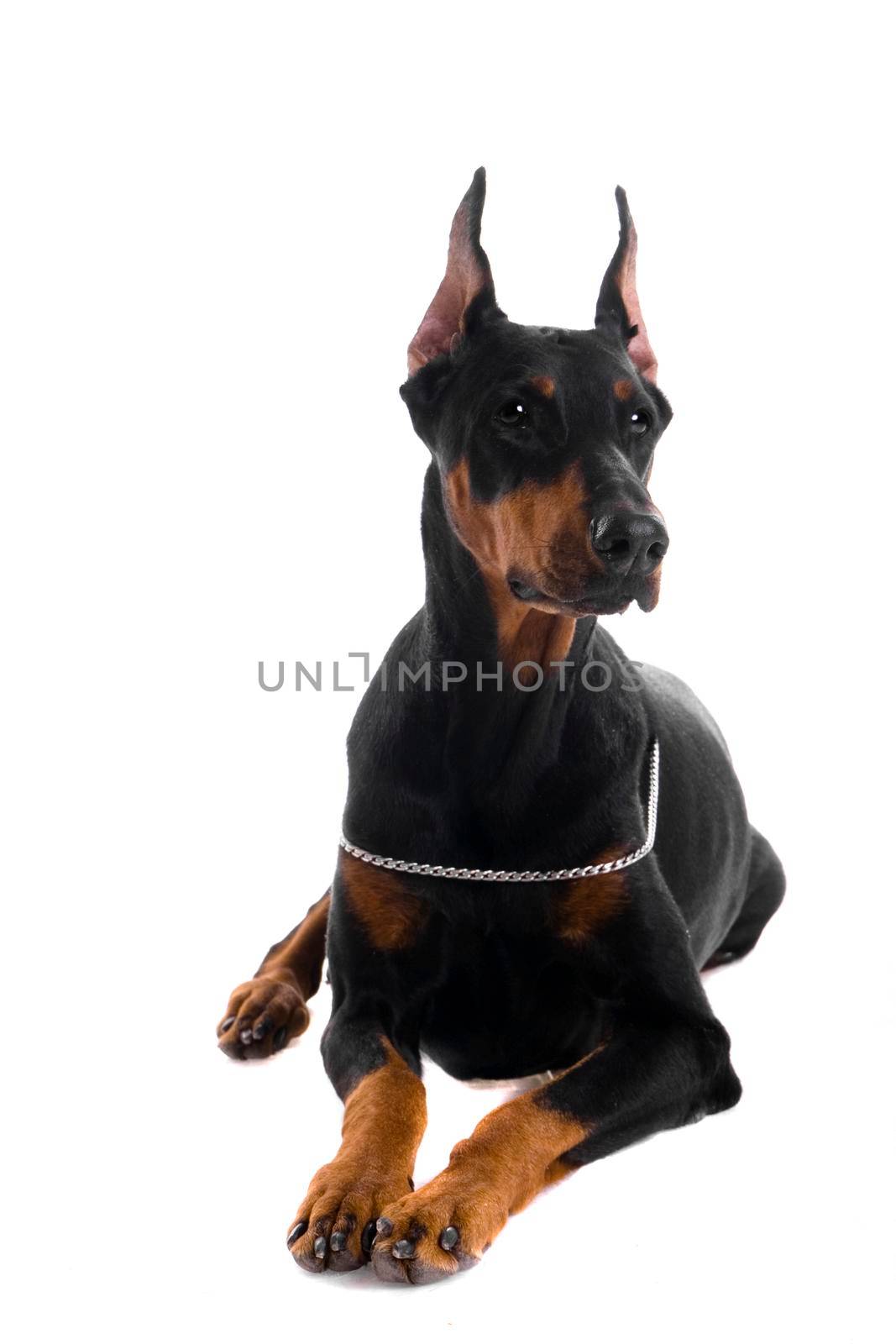 Portrait of black doberman on white by RosaJay