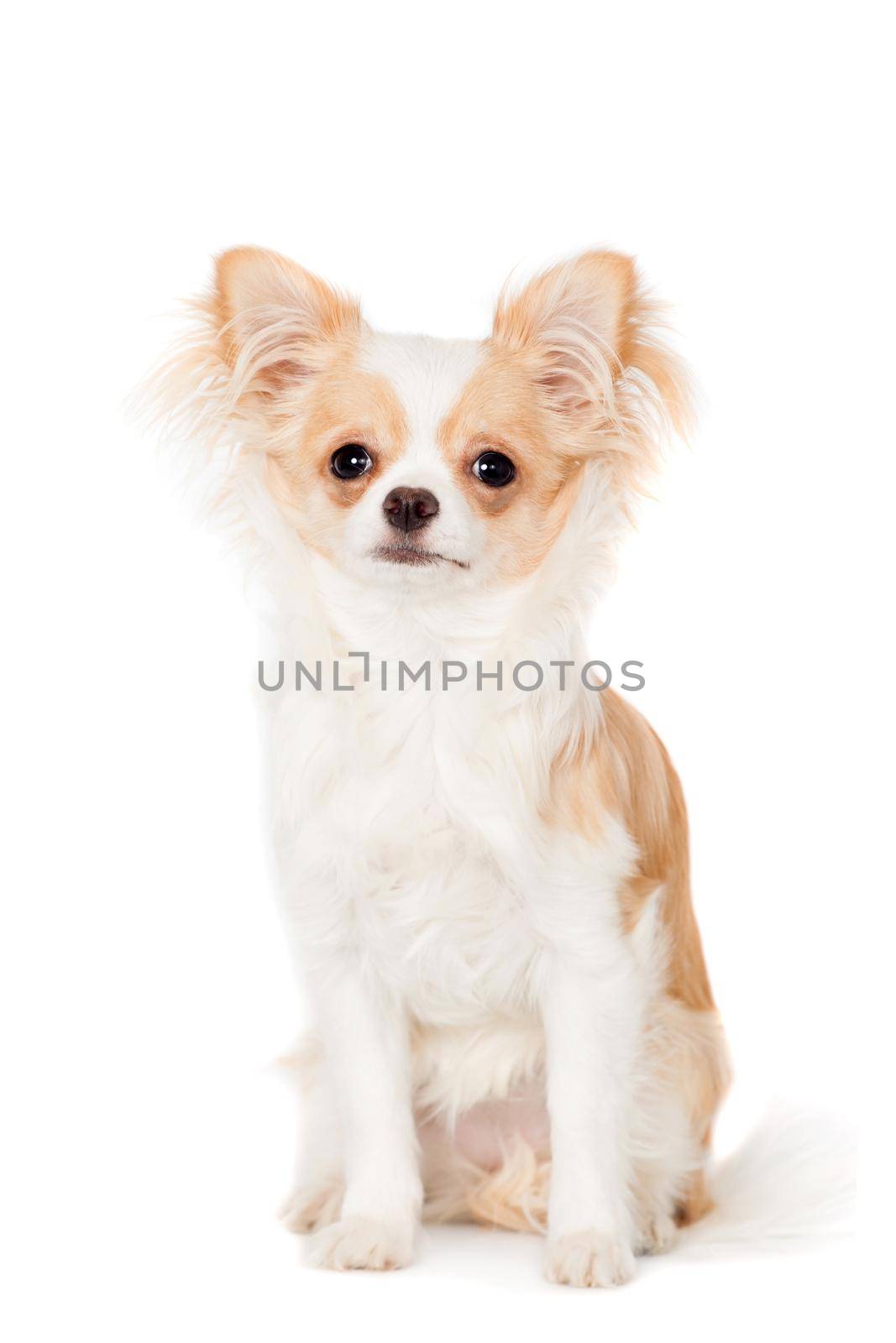 Chihuahua, 3 years old, on the white background by RosaJay