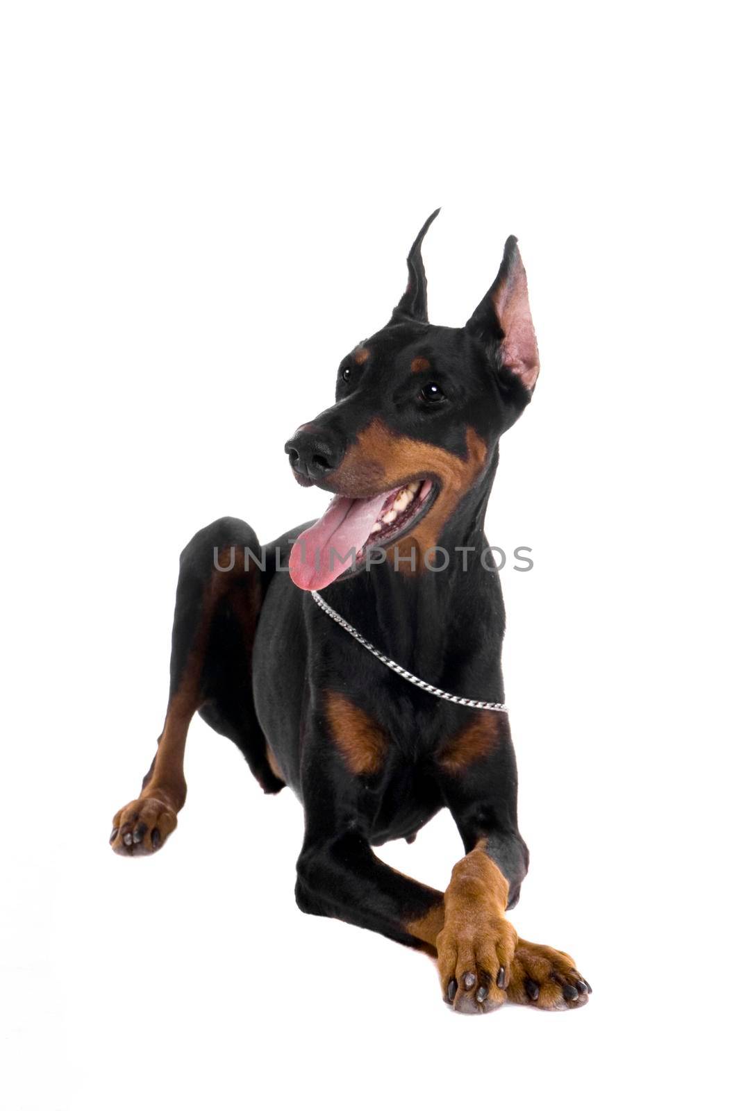 Portrait of black doberman on white by RosaJay