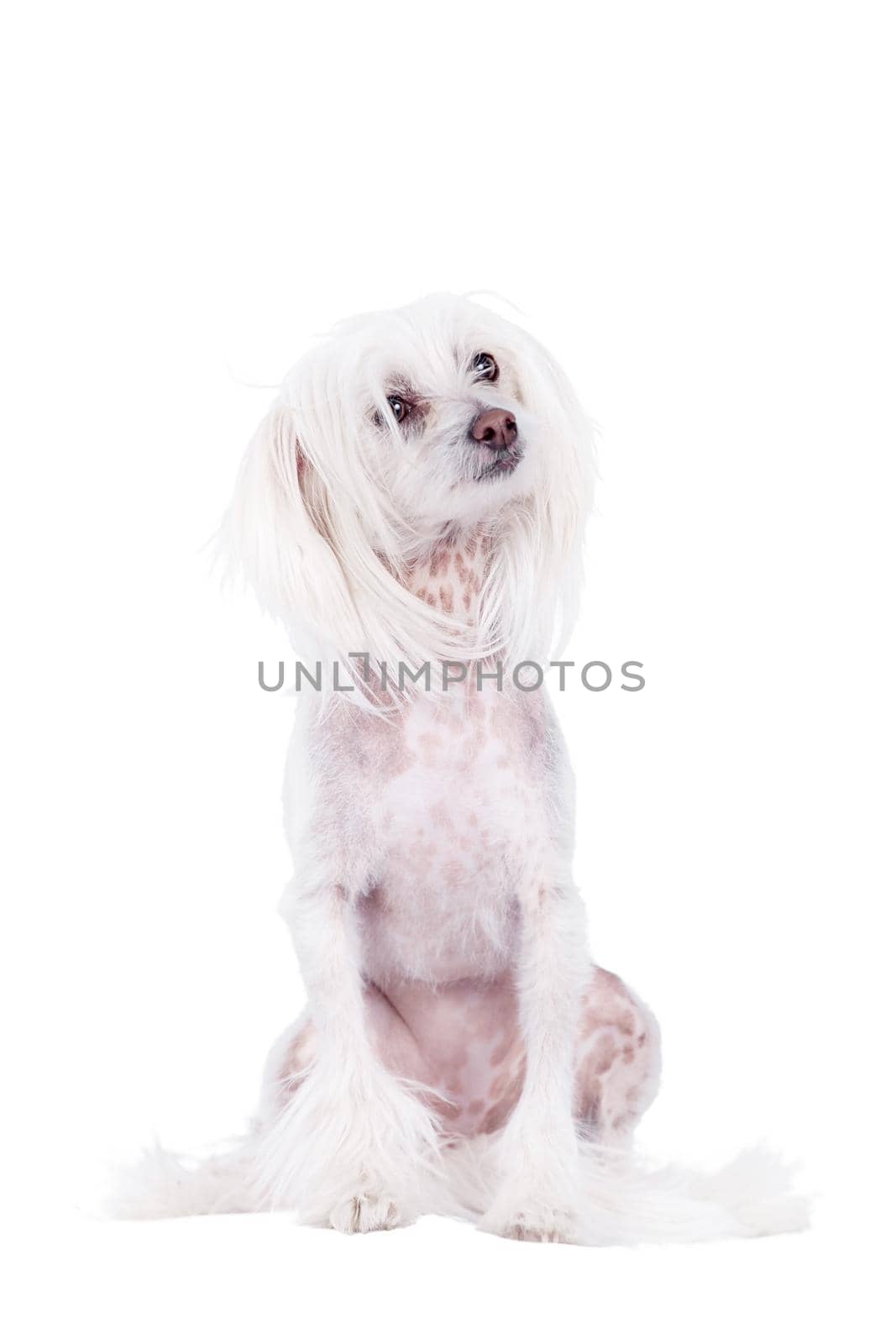 Chinese Crested dog on white by RosaJay