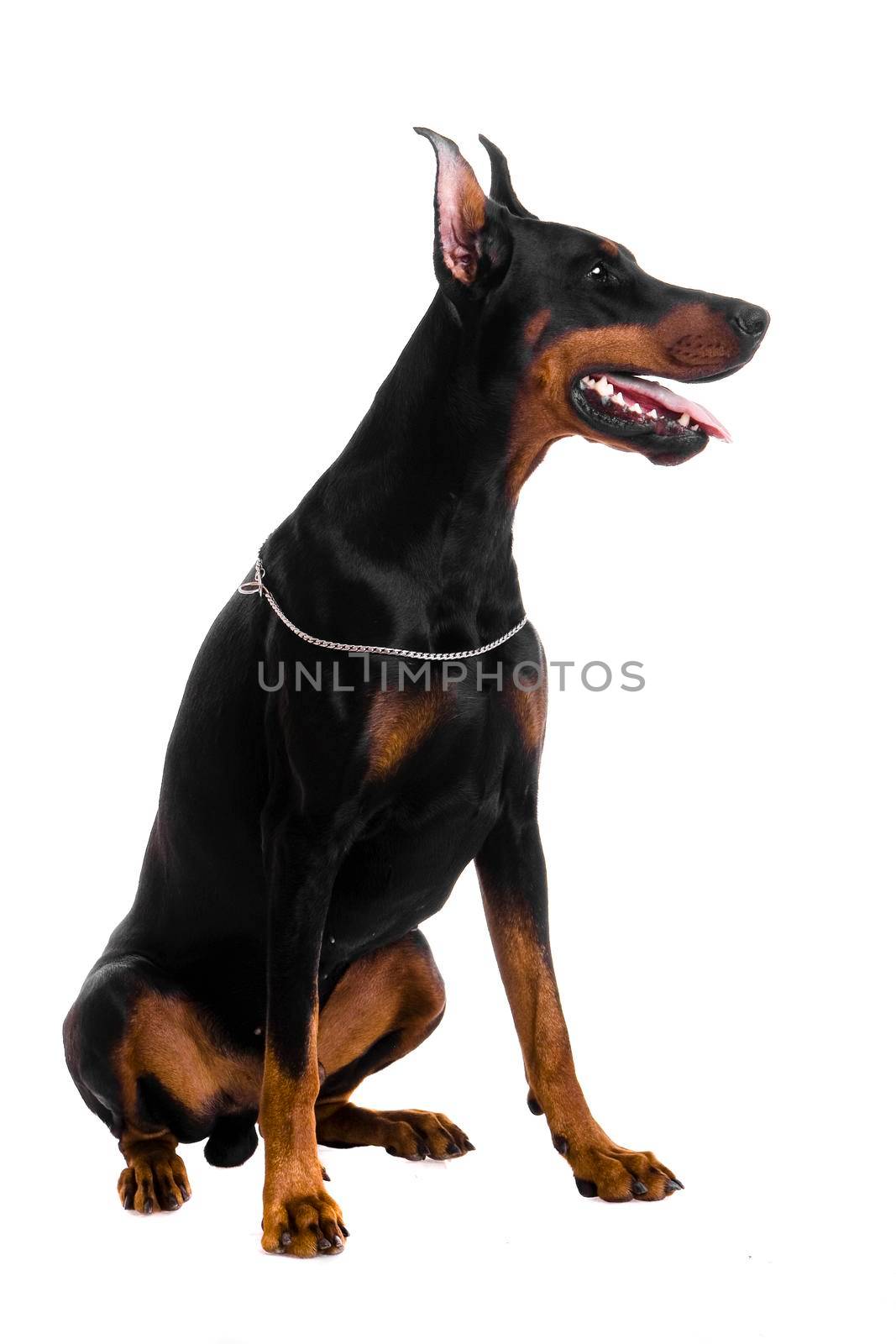 Portrait of black doberman on white by RosaJay