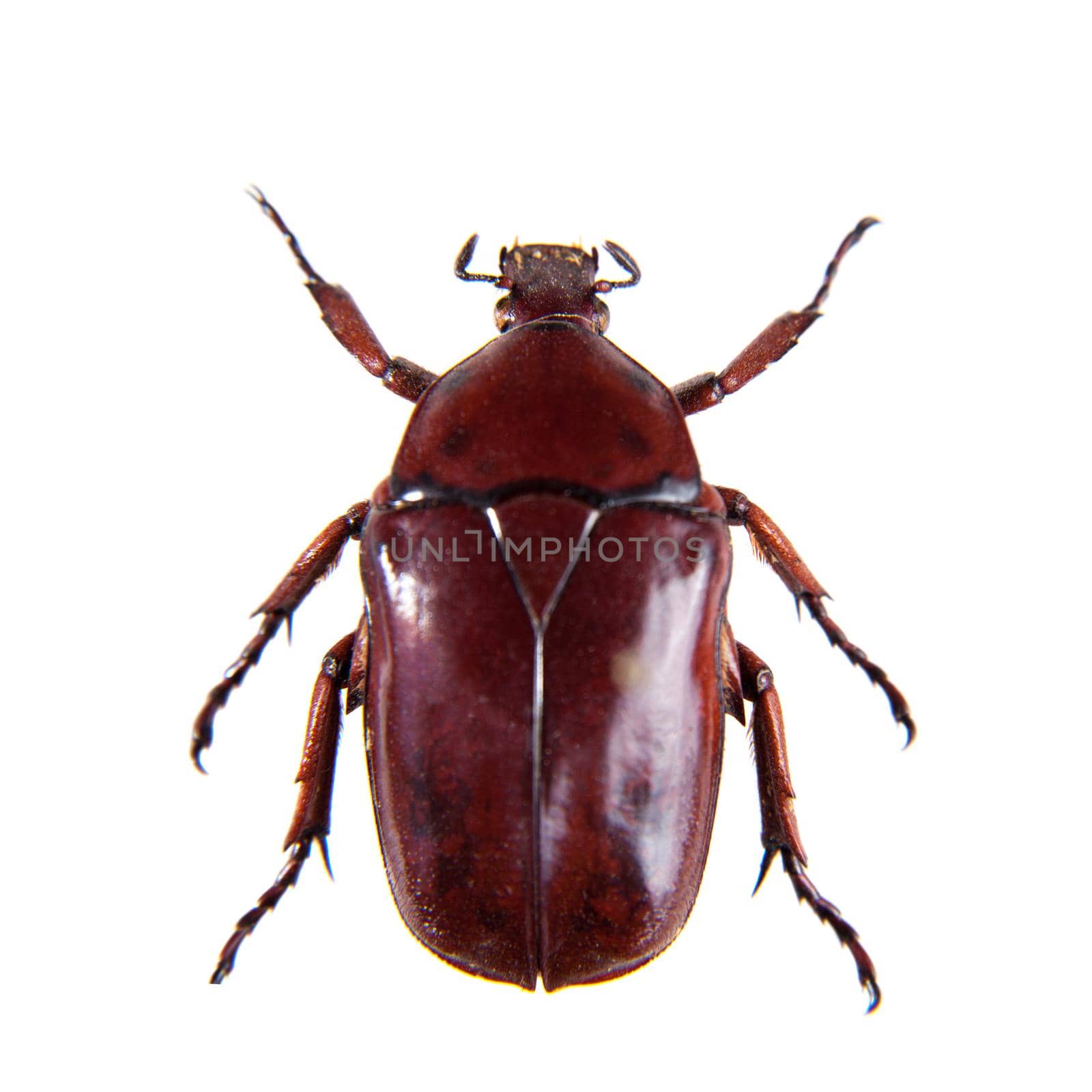 Red beetle in museum isolated on the white background