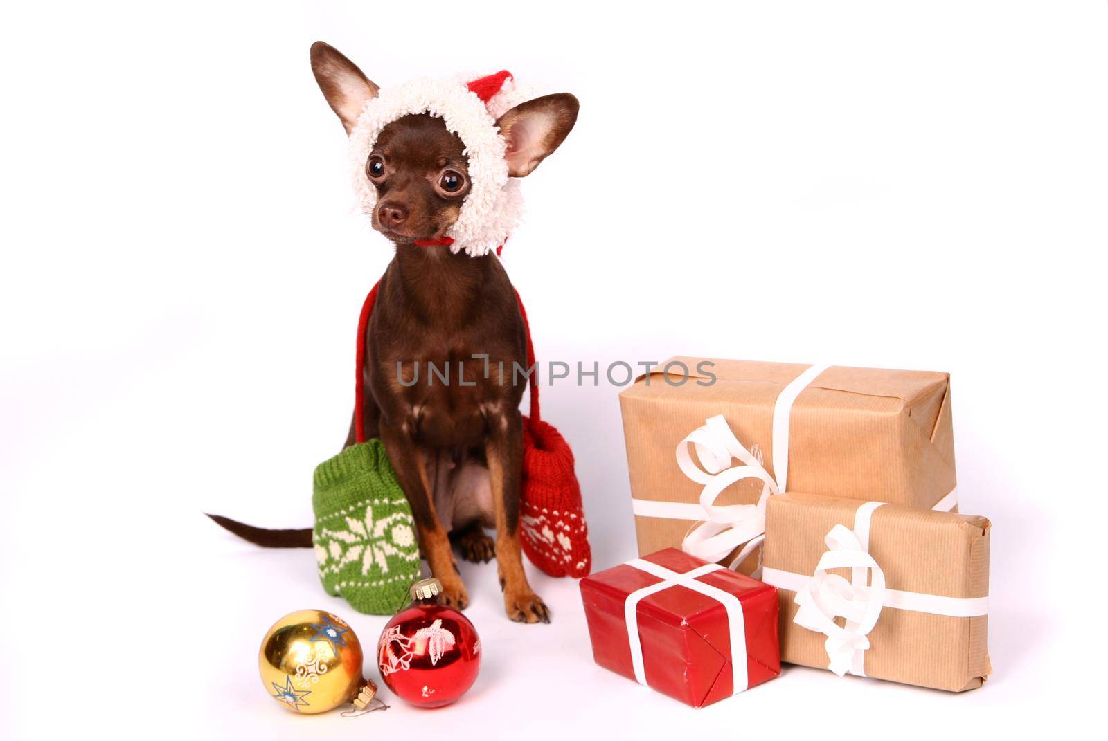 Russian toy terrier on white by RosaJay