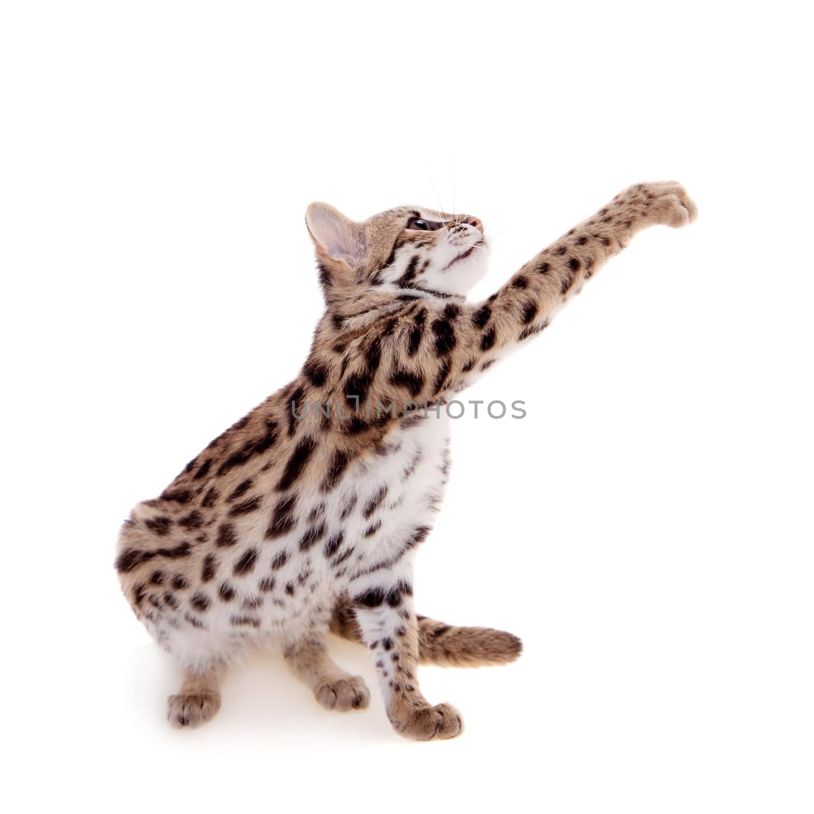 Asian leopard cat, Prionailurus bengalensis, isolated on white