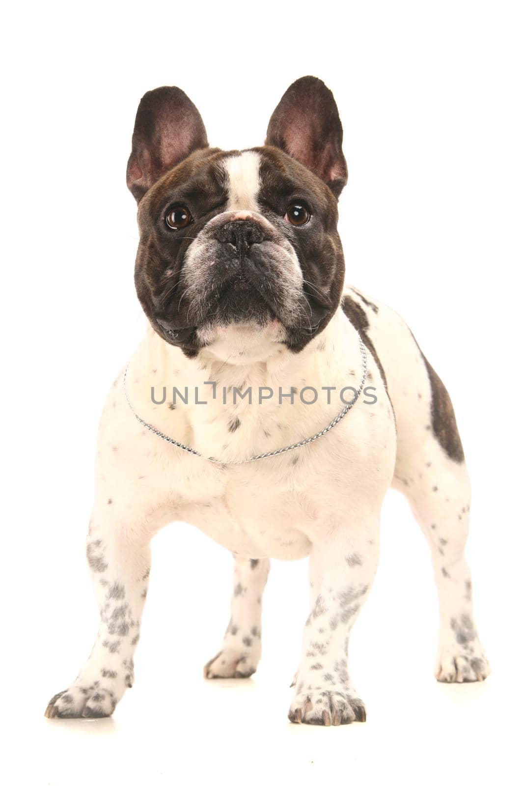 French Bulldog on white background by RosaJay