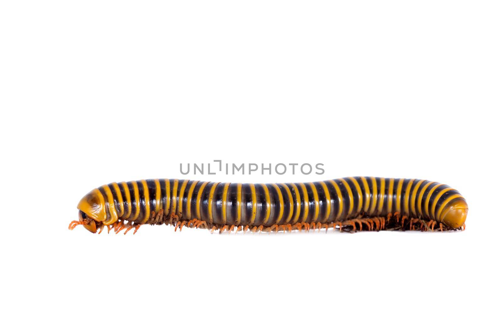 Millipede on white by RosaJay