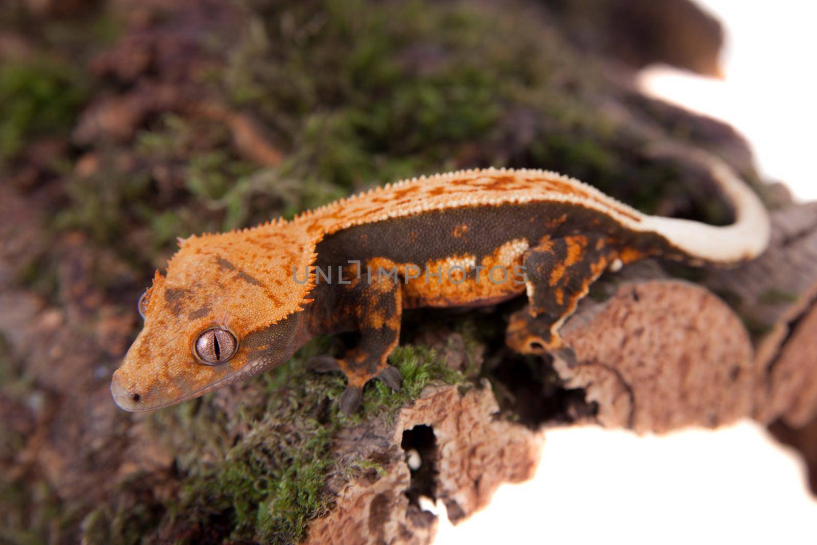 New Caledonian crested gecko, Rhacodactylus ciliatus, isolated on white