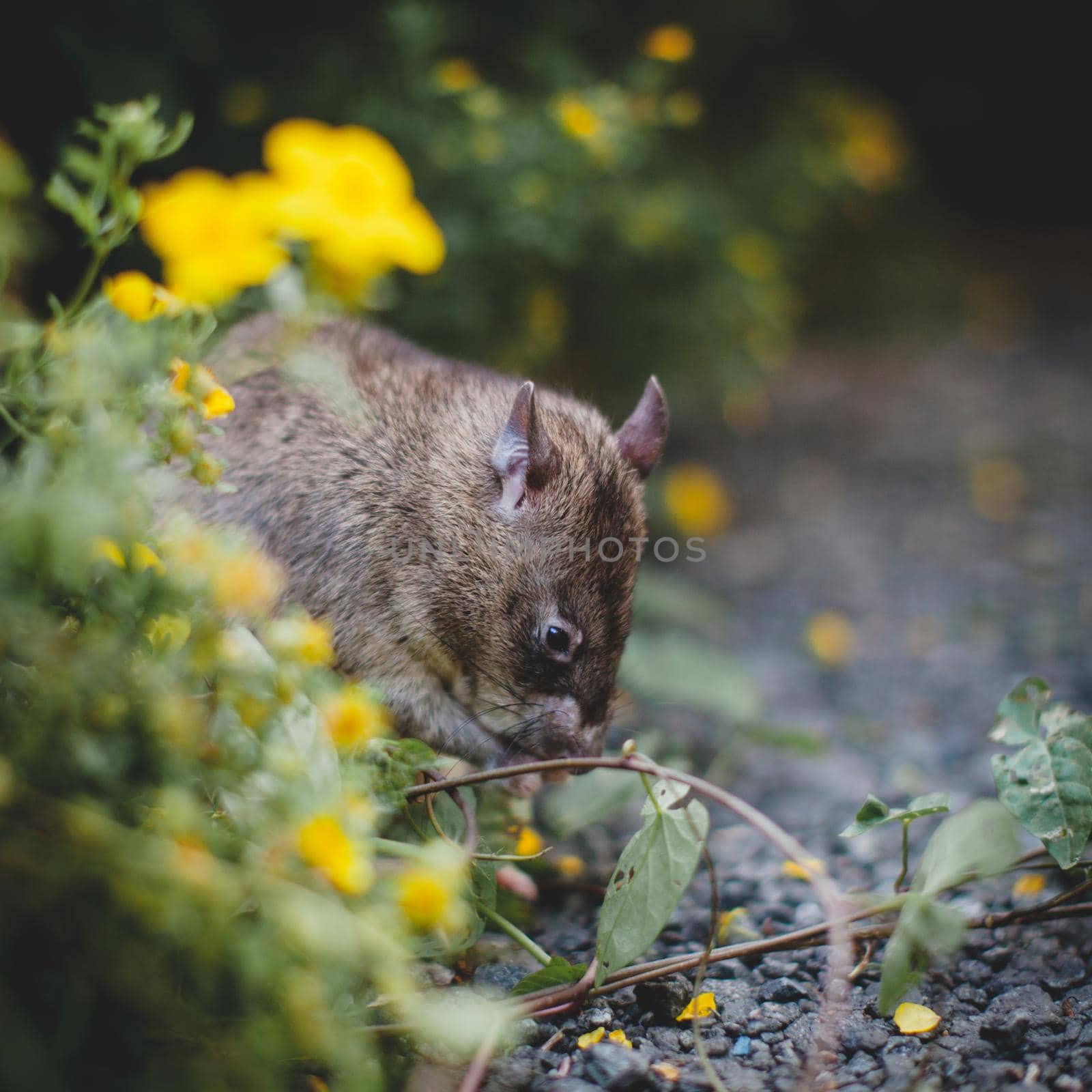 Giant african pouched rat or crycetomys gambianus in a garden with pansies