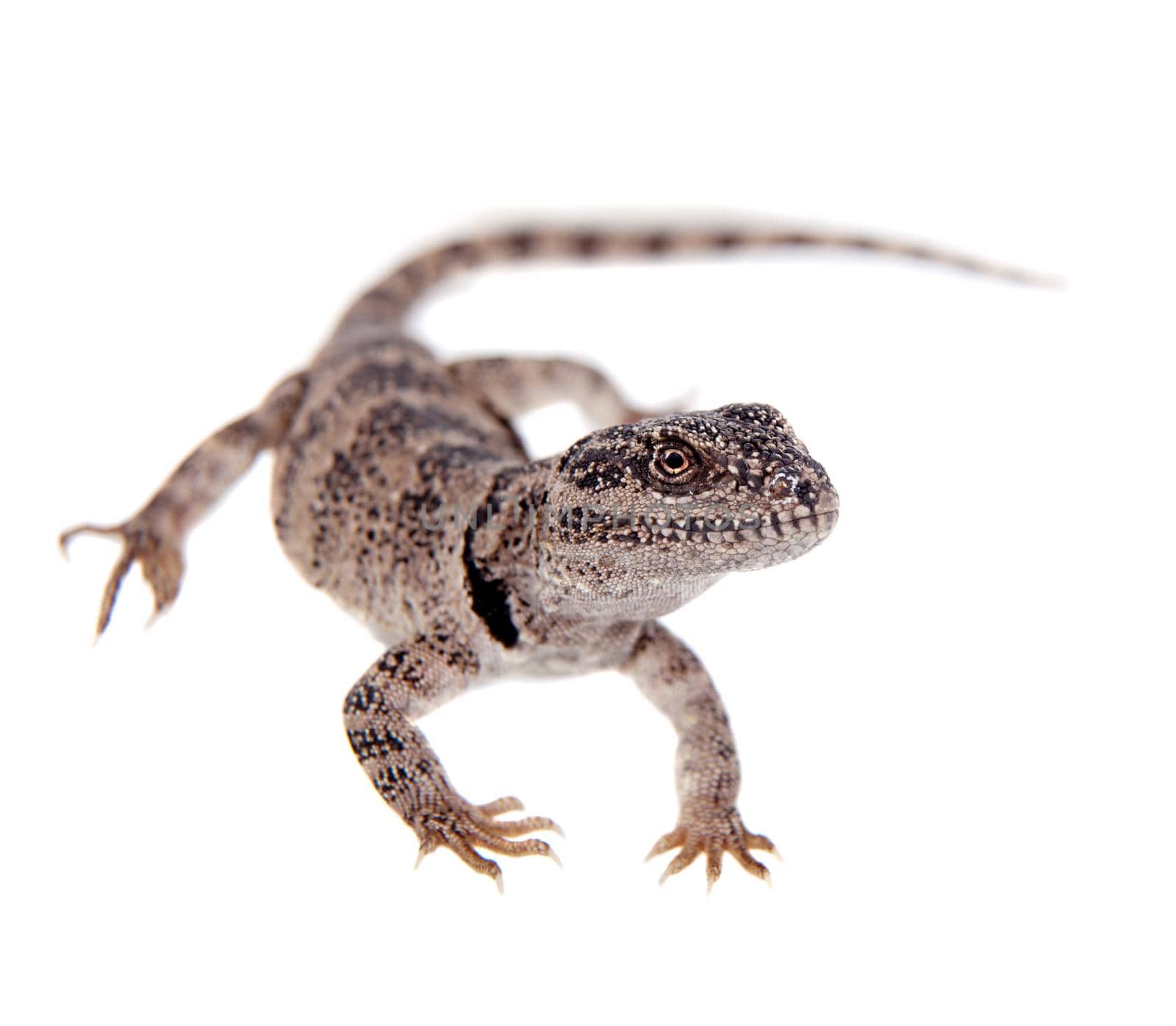 Pretty grey lizard Pristidactylus nigroiugulus on white by RosaJay