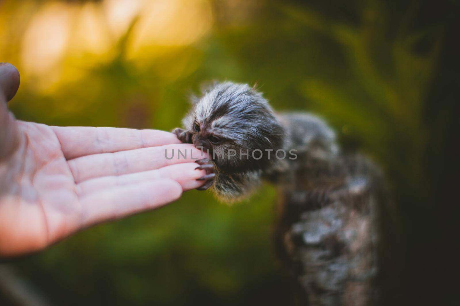 The common marmoset baby on the branch in summer garden with humsn hand by RosaJay