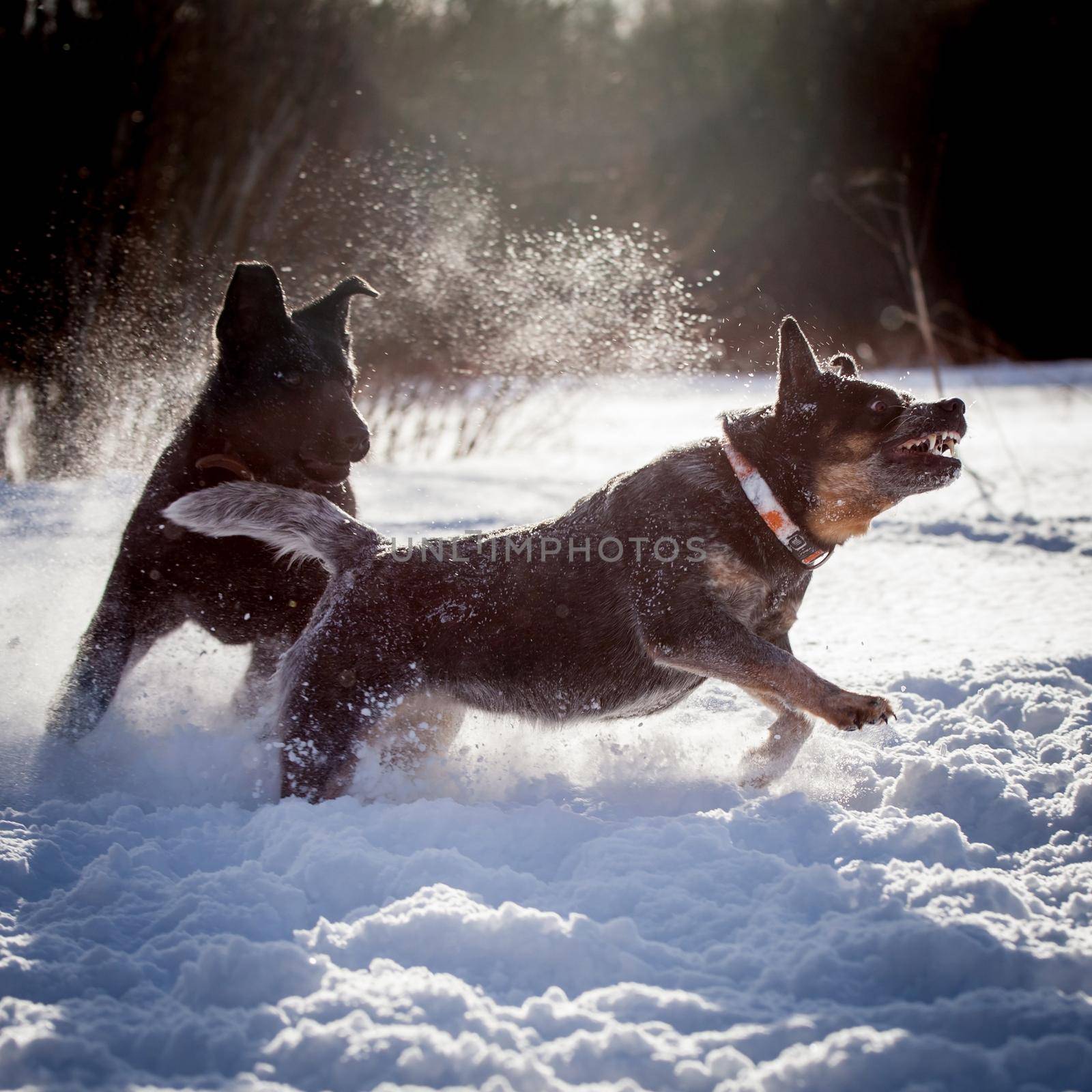 Australian blue Cattle Dog with east-european shepherd dog on the winter field by RosaJay