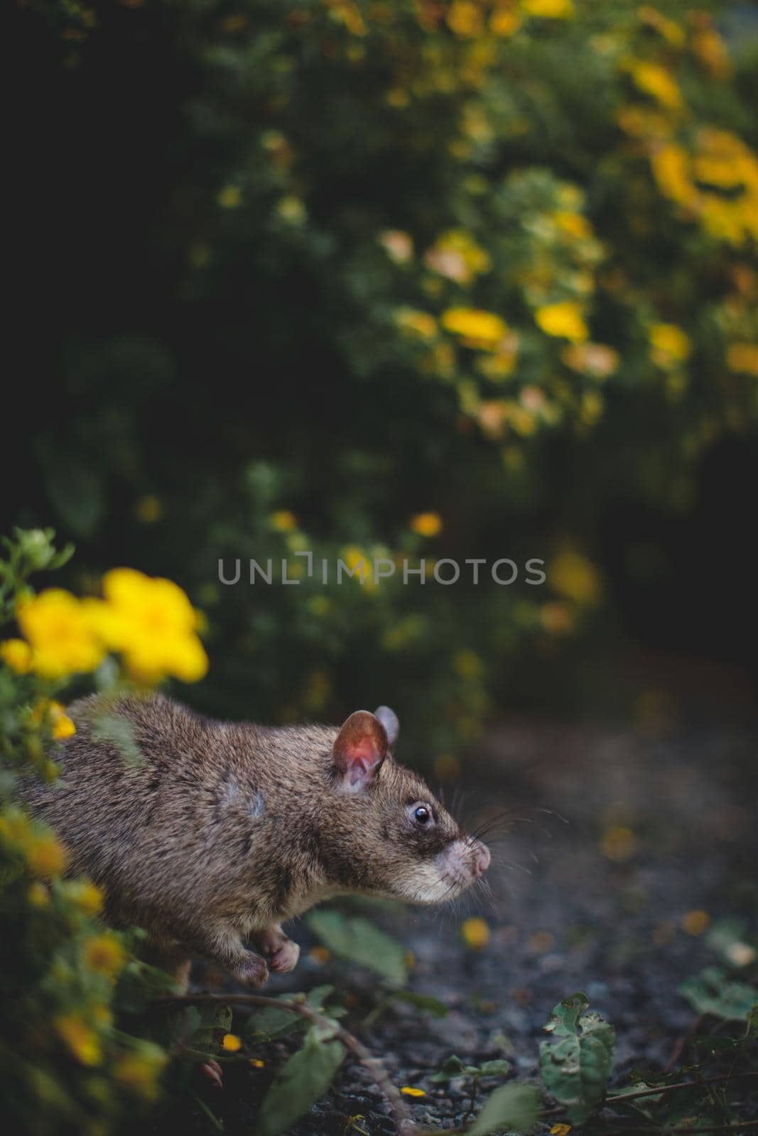 Giant african pouched rat in a garden with pansies by RosaJay