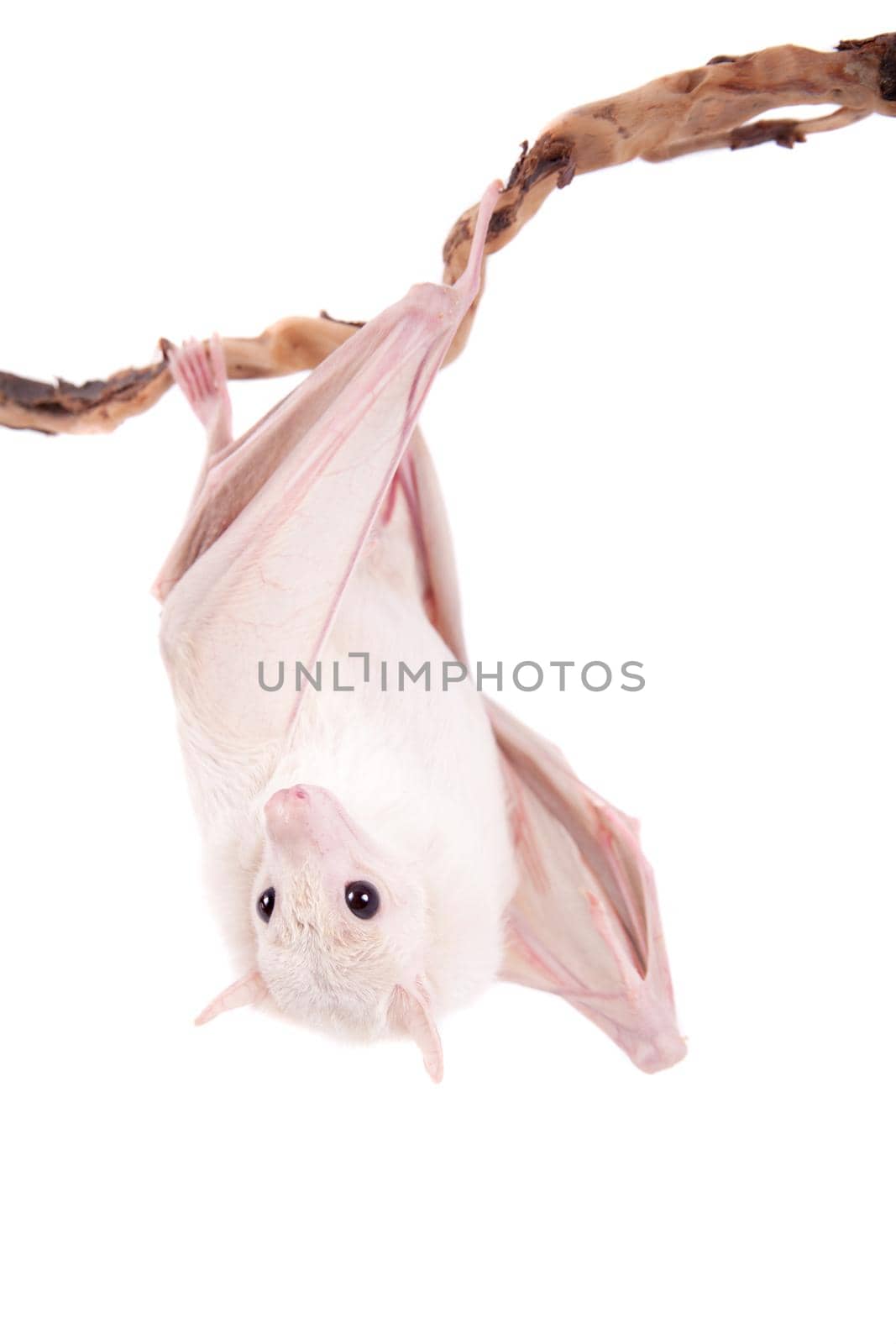 Egyptian fruit bat isolated on white by RosaJay