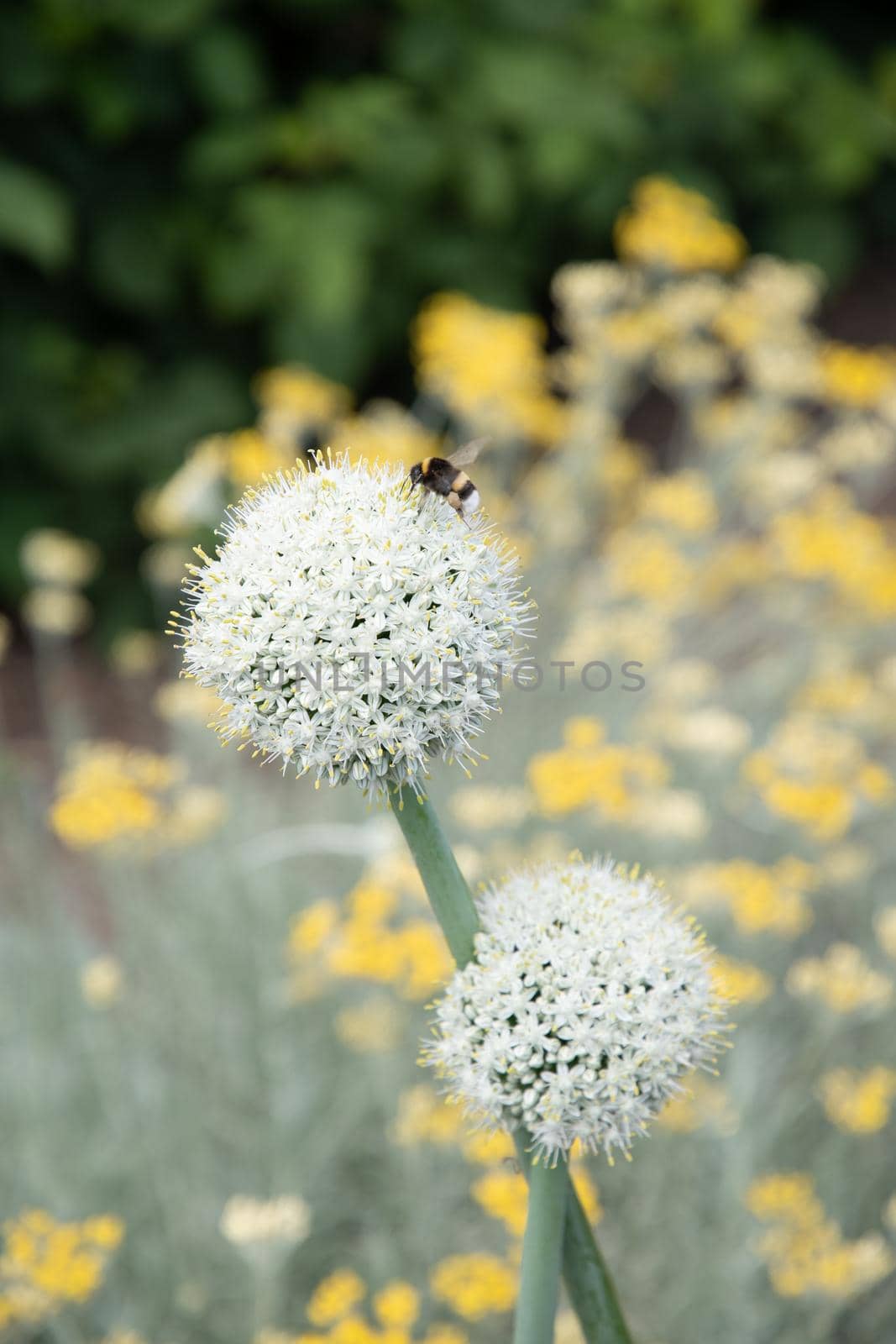 natural flower background, leek and onion inflorescence against blurred yellow curry flowers High quality photo