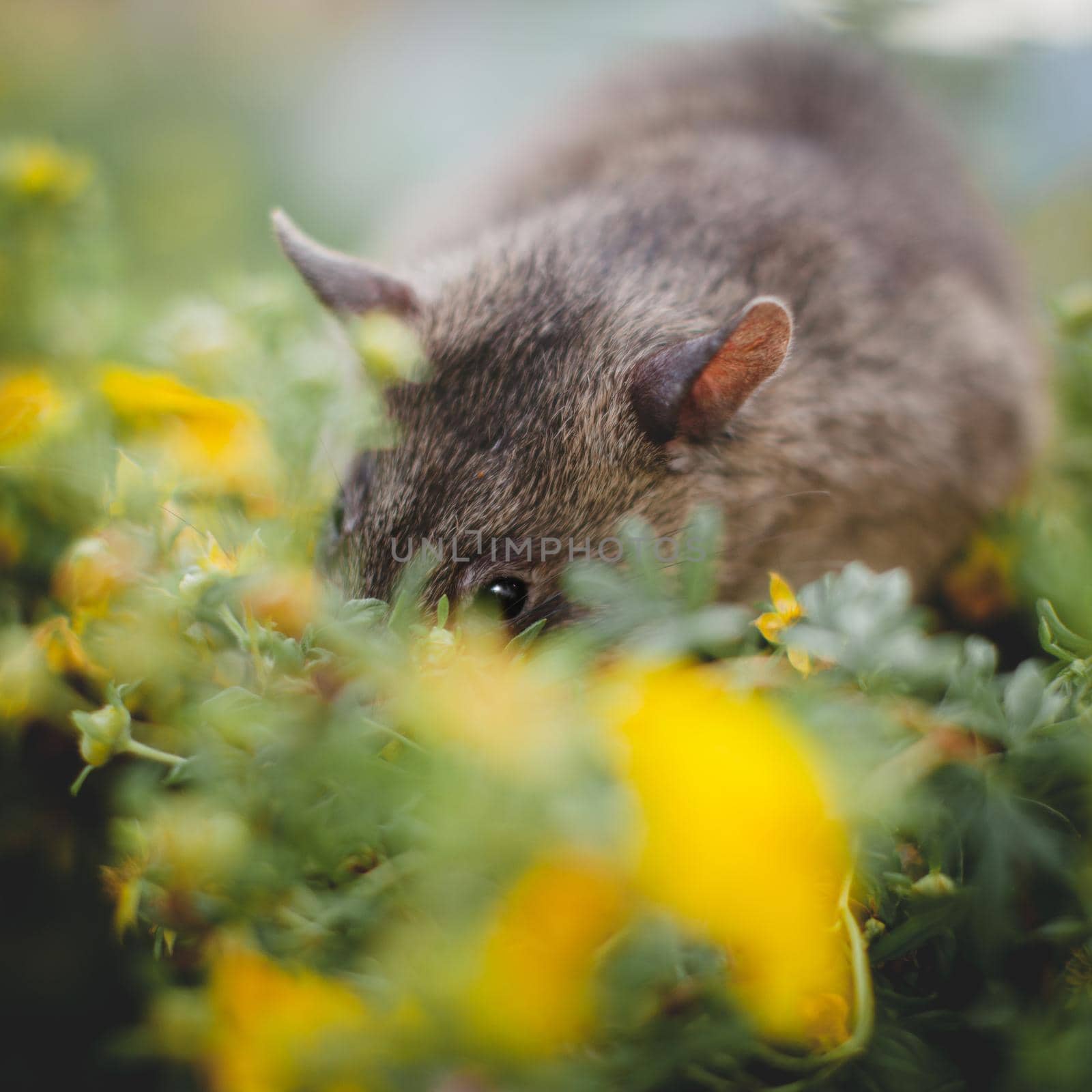 Giant african pouched rat or crycetomys gambianus in a garden with pansies