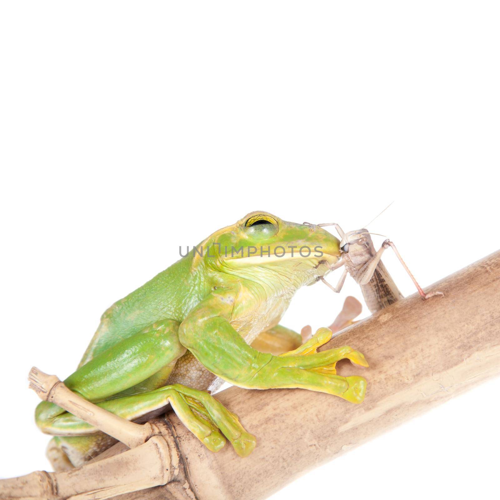 Giant Feae flying tree frog eating a locusts on white by RosaJay