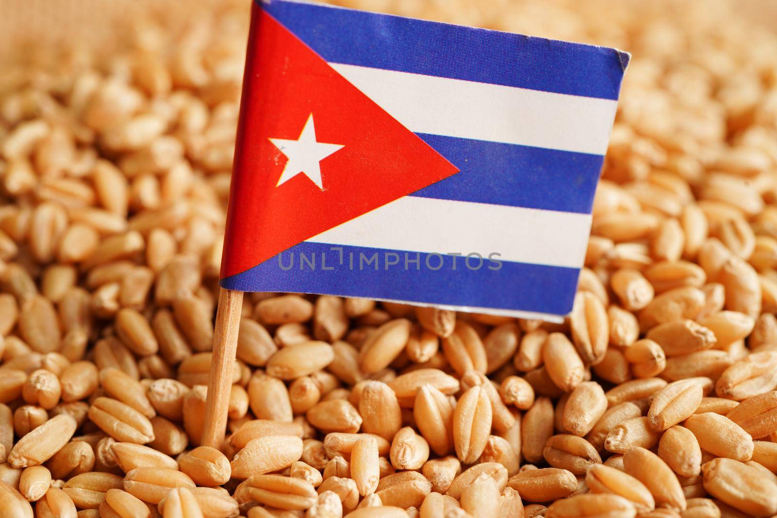 Cuba on grain wheat, trade export and economy concept.