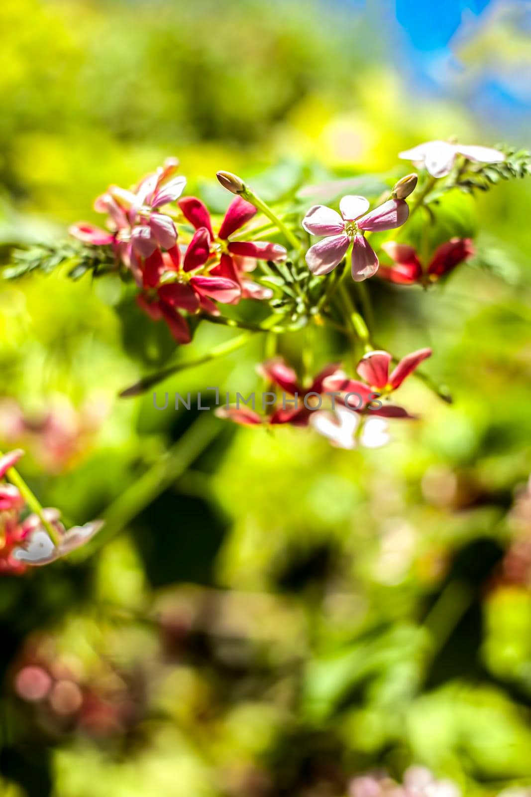 Shot of fresh flowers of Chinese honeysuckle or Rangoon creeper or Madhumalti with blurred background.