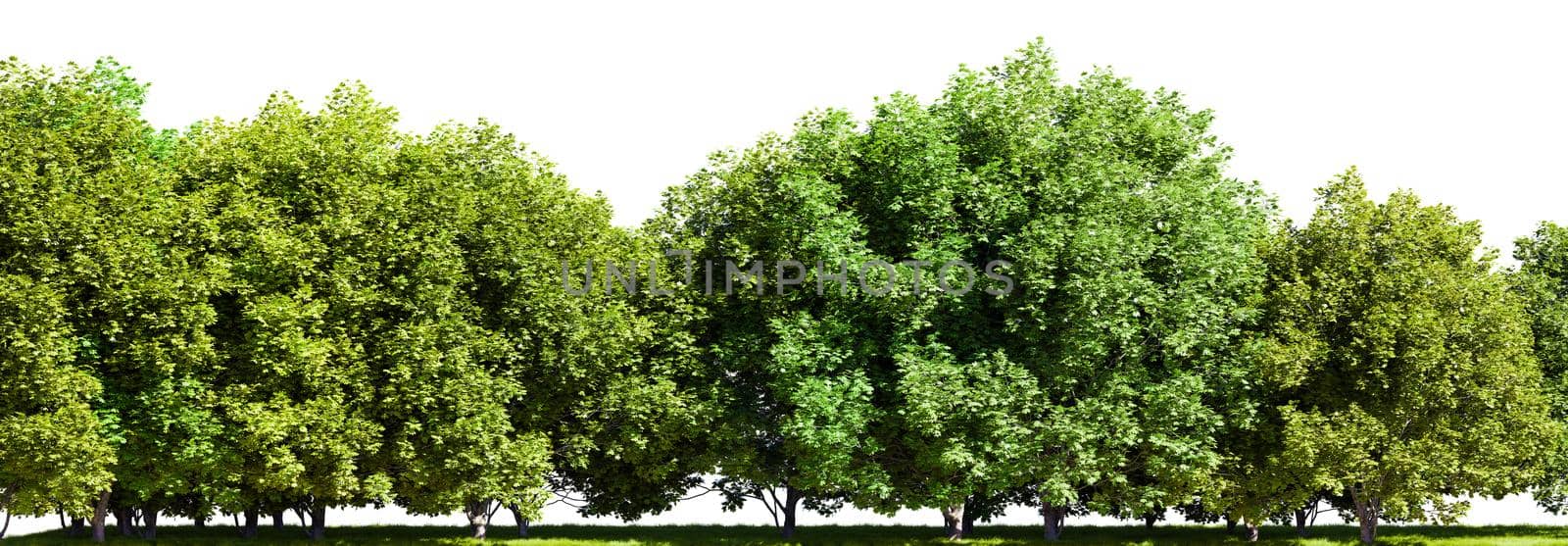 Row of trees isolated on white background. 3D rendering illustration.