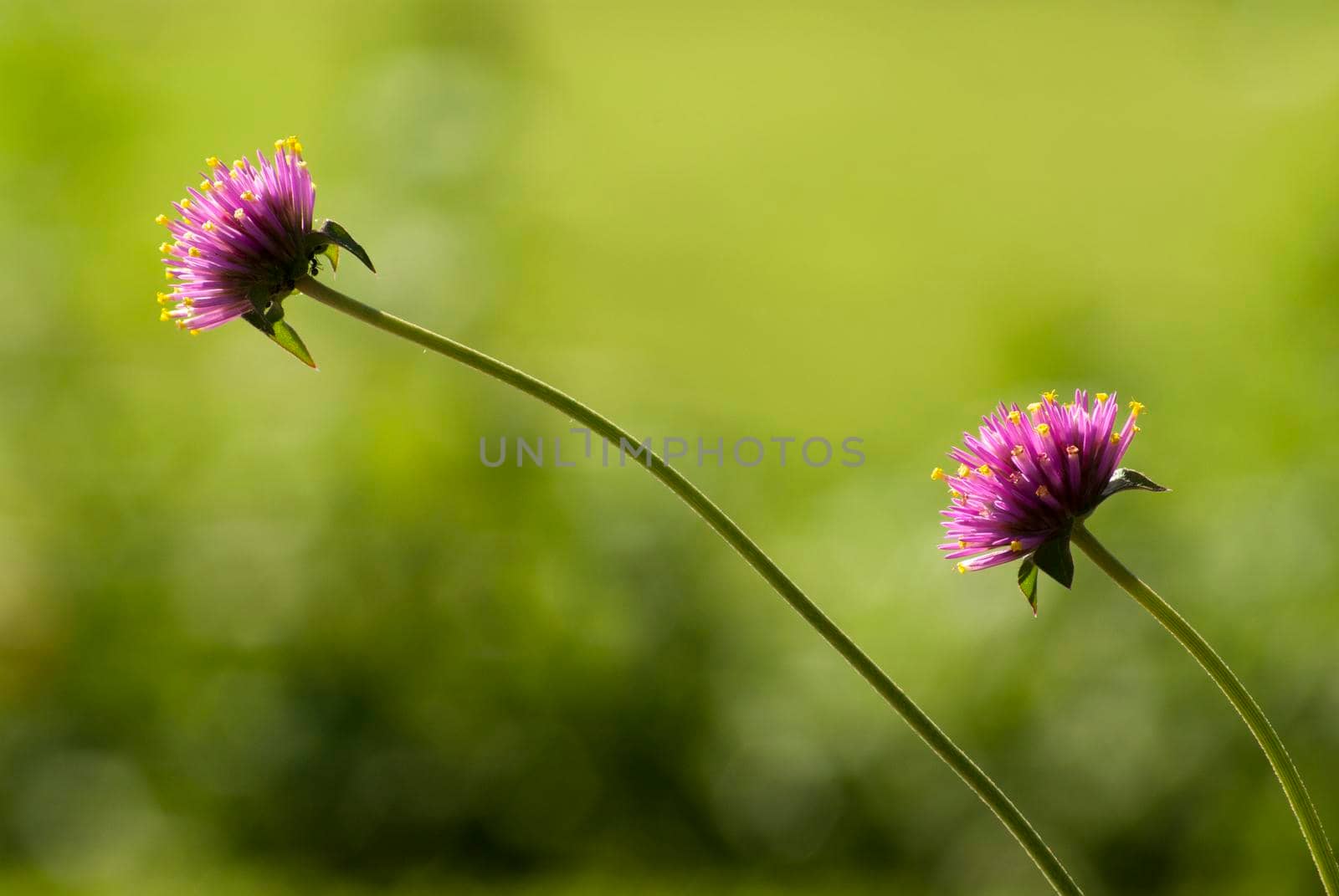 Twin Gomphrena flower in garden