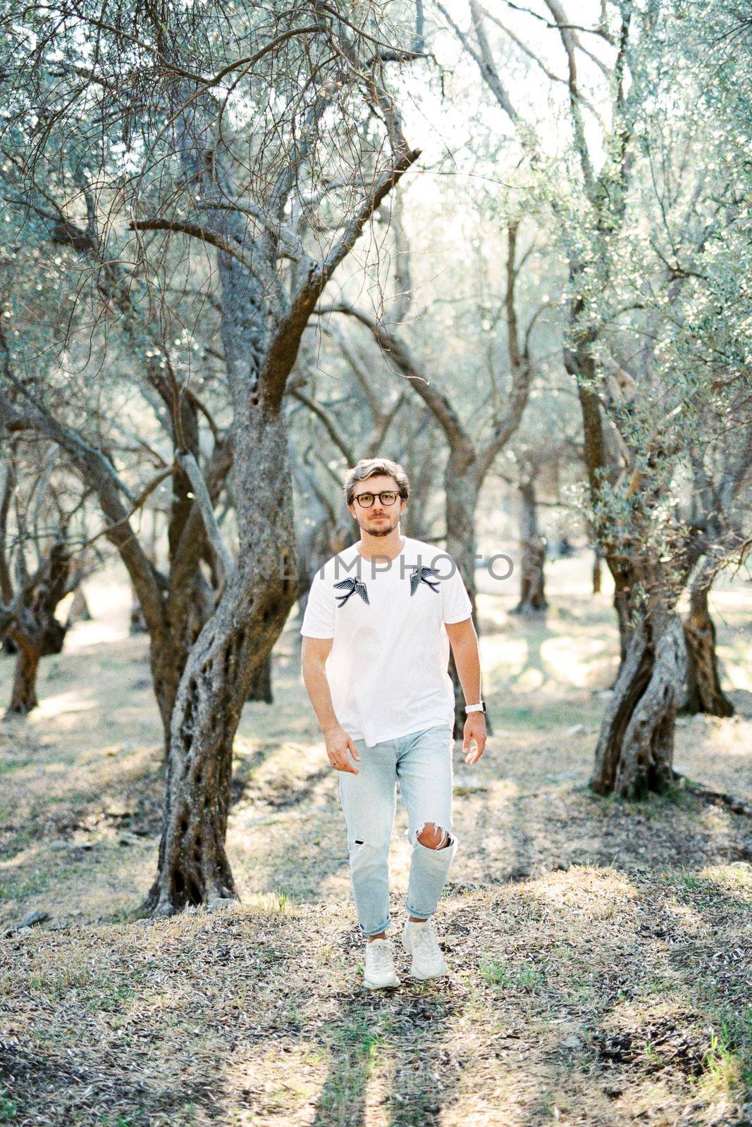 Man with glasses walks through an olive grove among the trees. High quality photo