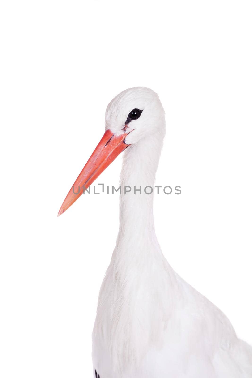 White Stork on white. by RosaJay