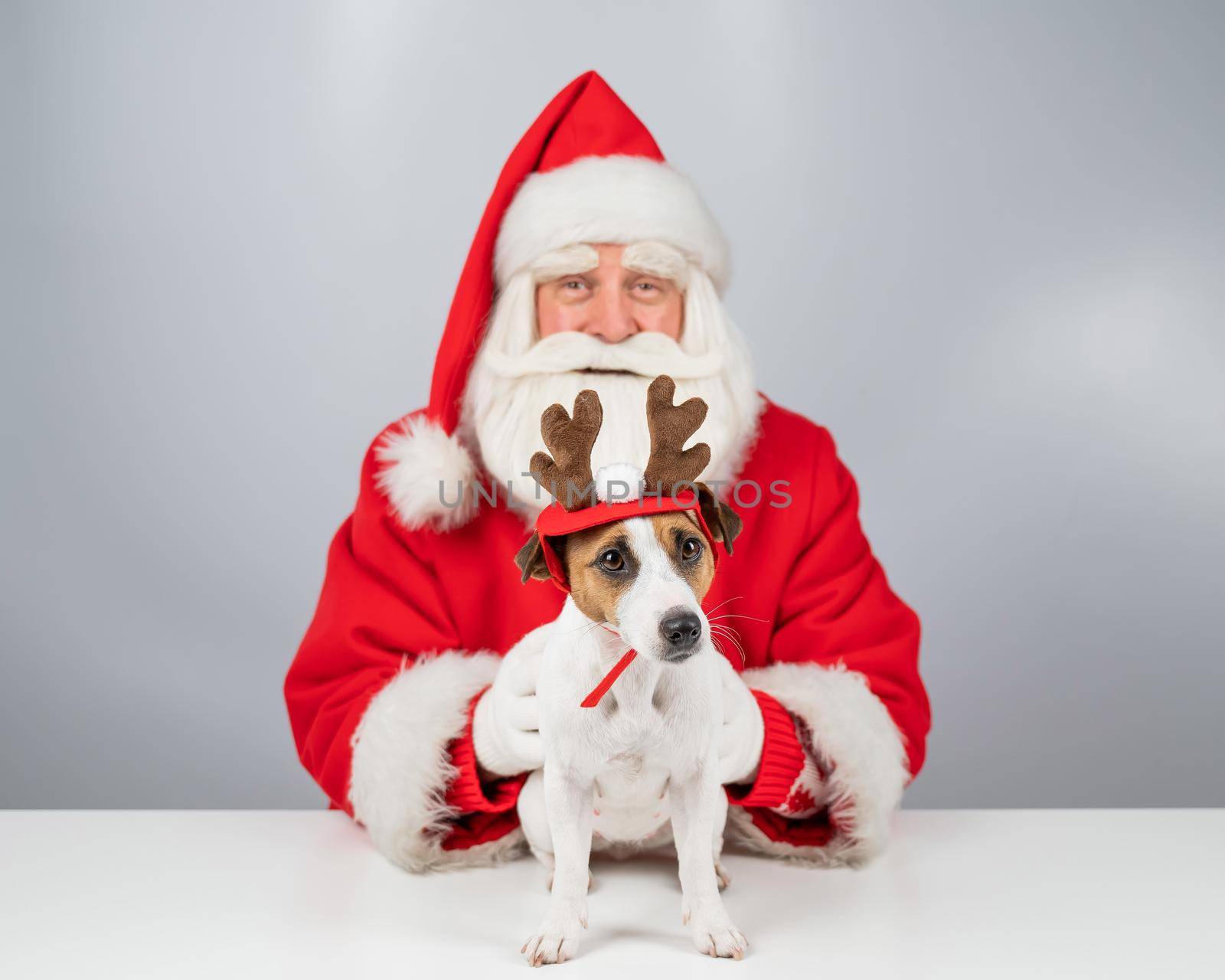 Portrait of santa claus and dog jack russell terrier in rudolf reindeer ears on a white background