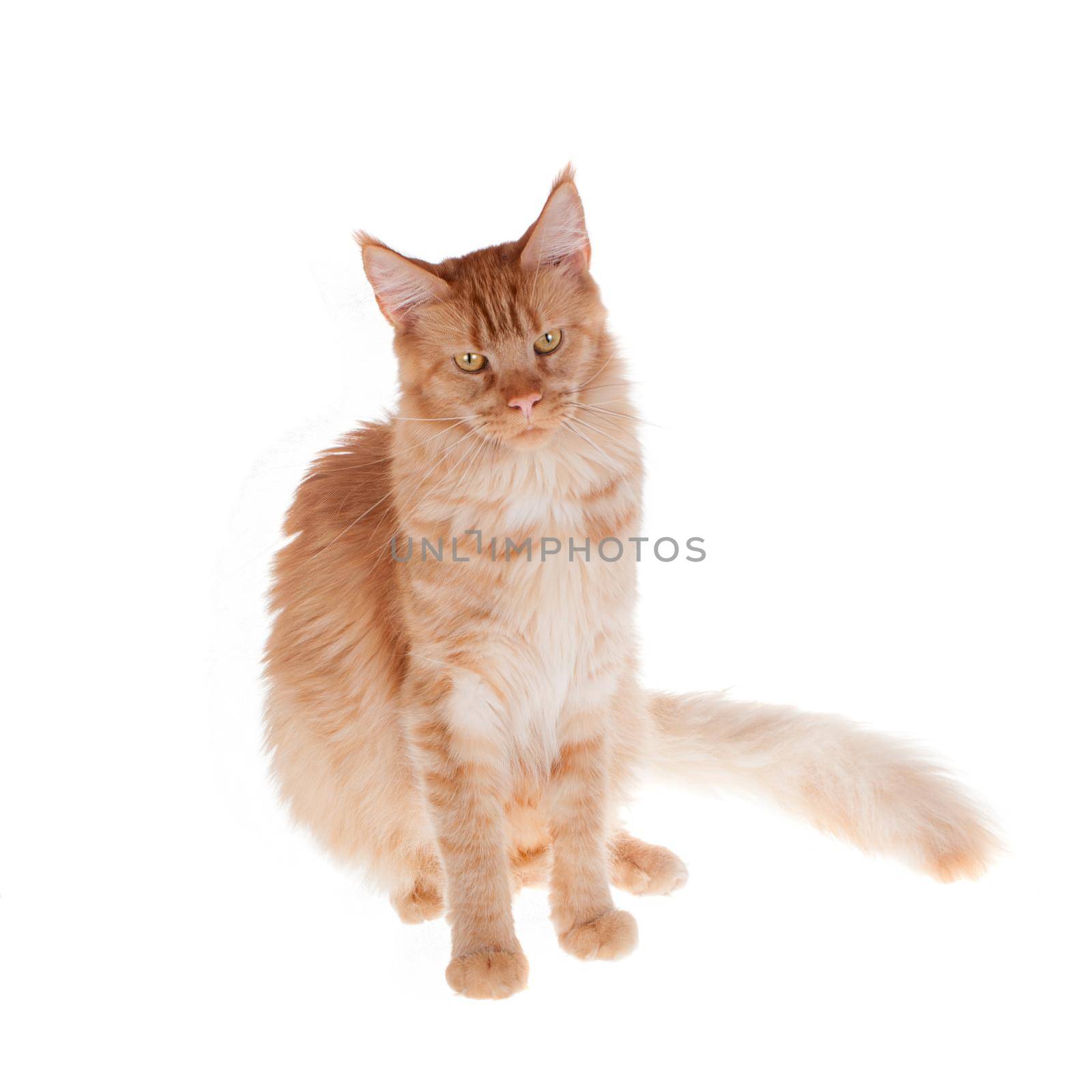 Red Maine Coon cat isolated on white by RosaJay