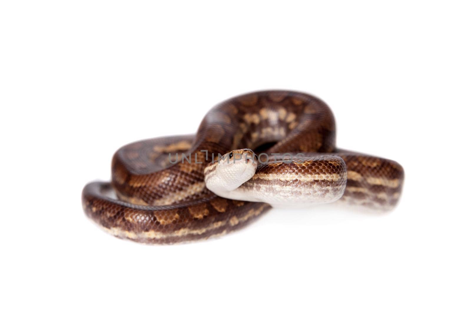 Rainbow tree boa on white background by RosaJay