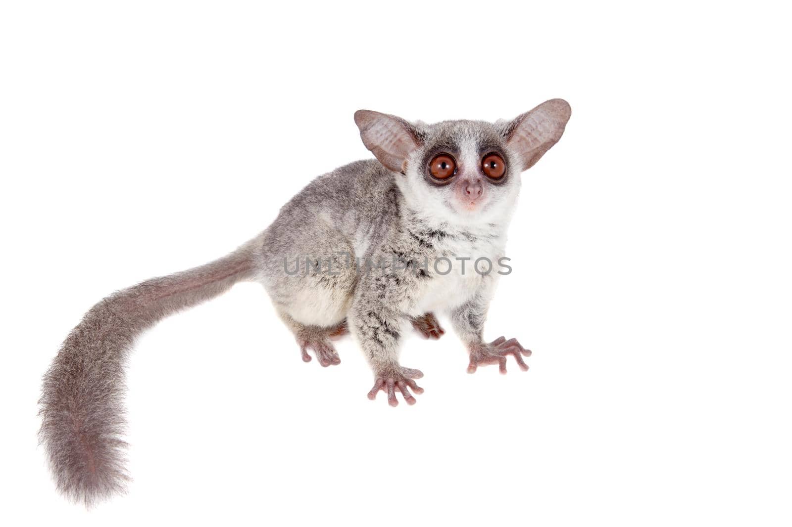 The Senegal bushbaby, Galago senegalensis, isolated on white background