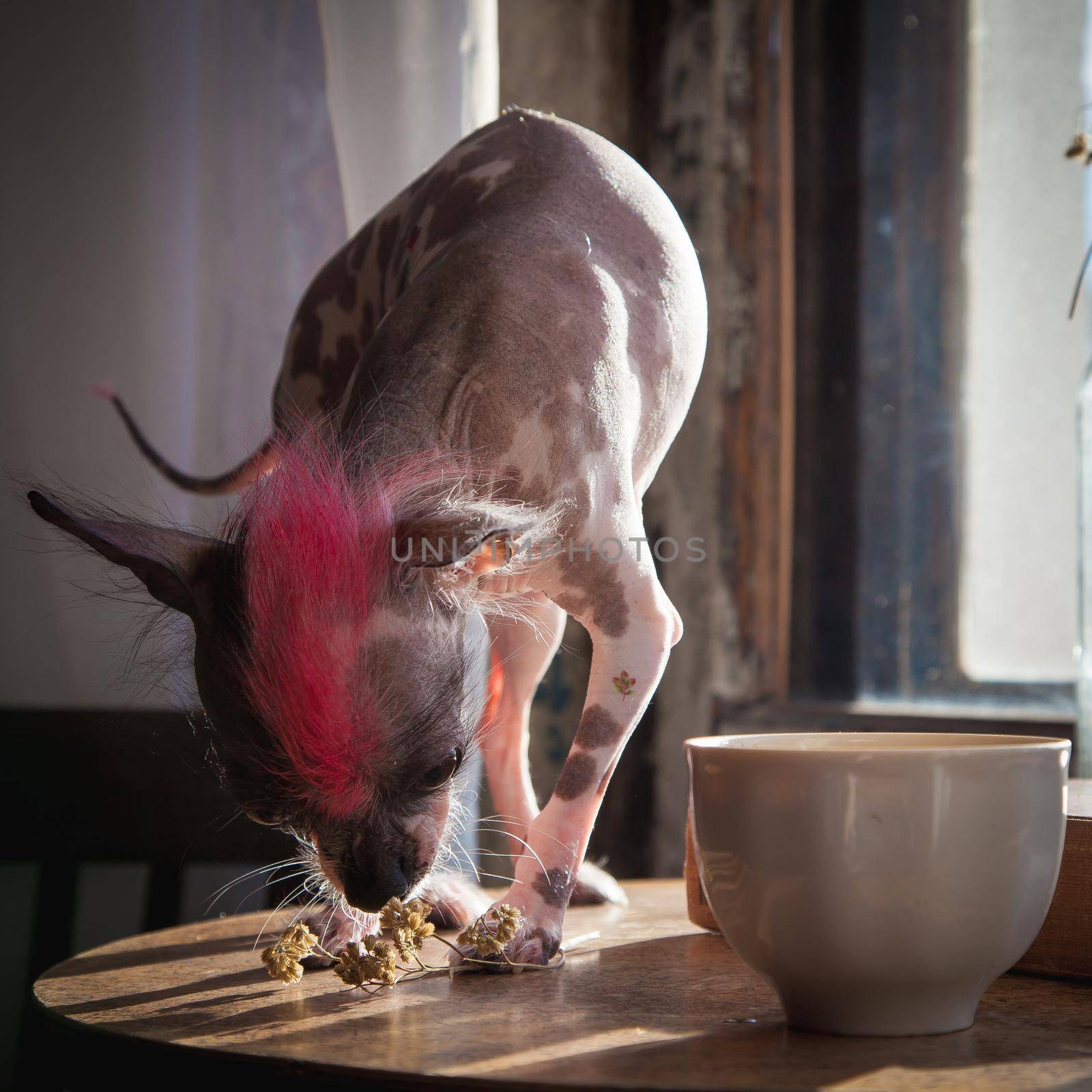 Punk style peruvian hairless and chihuahua mix dog with tattoo on table