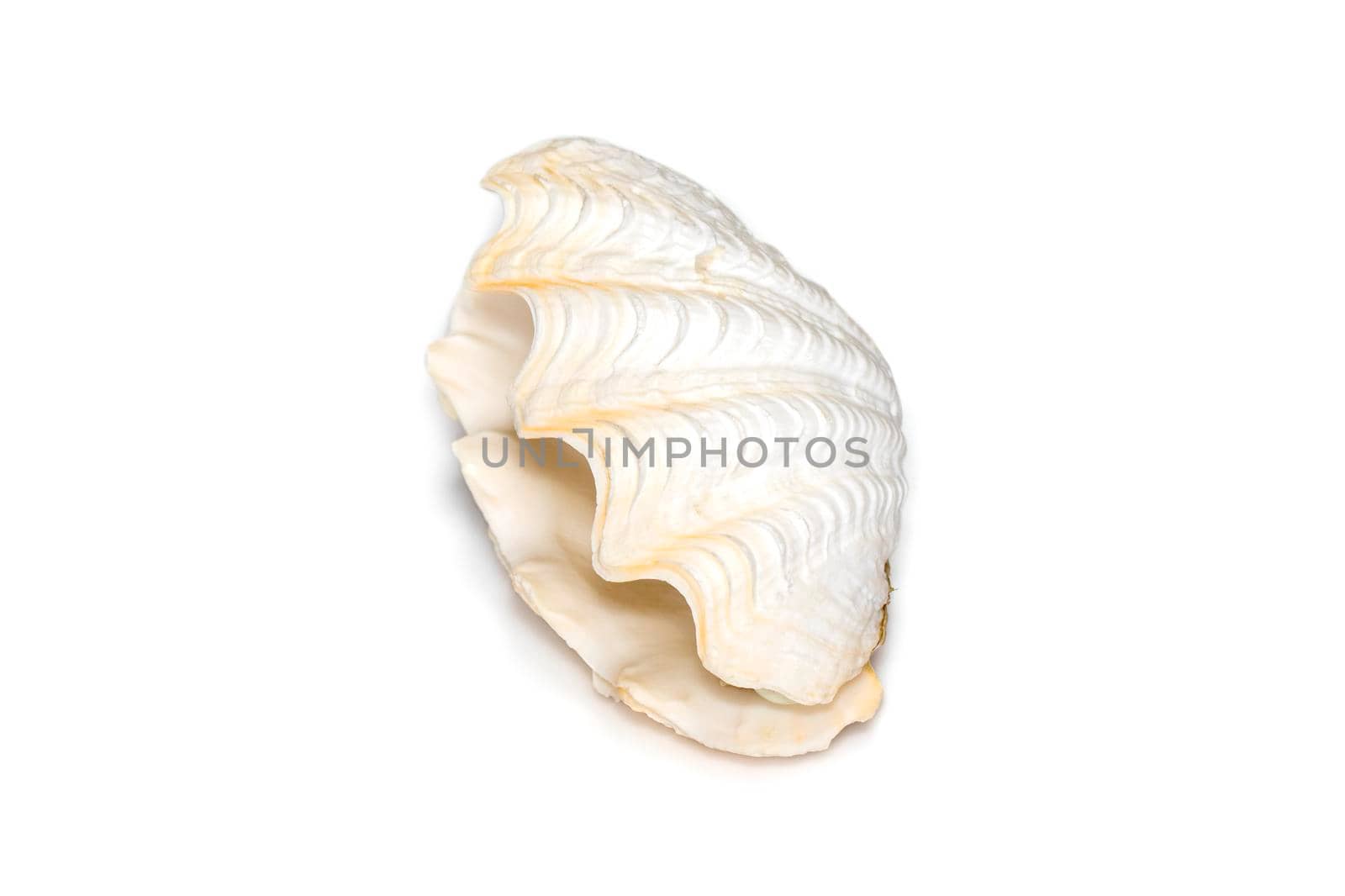 Image of seashells clam pearled on a white background. Undersea Animals. Sea Shells. by yod67