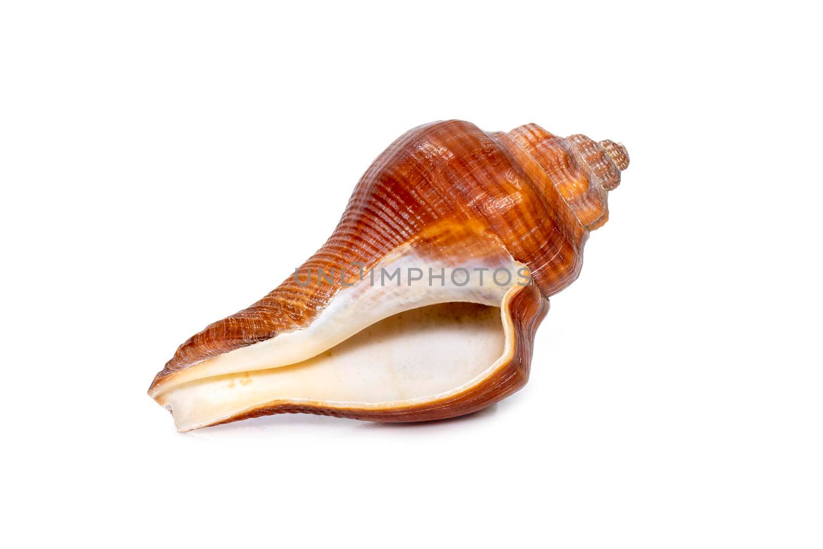 Image of pugilina cochlidium (Spiral melongena) on a white background. Red Sea Snail. Undersea Animals. Sea Shells. by yod67