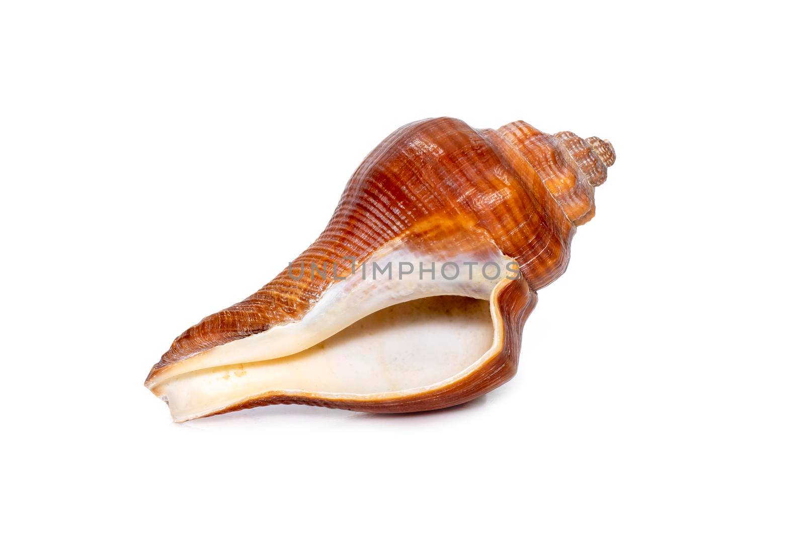 Image of pugilina cochlidium (Spiral melongena) on a white background. Red Sea Snail. Undersea Animals. Sea Shells.