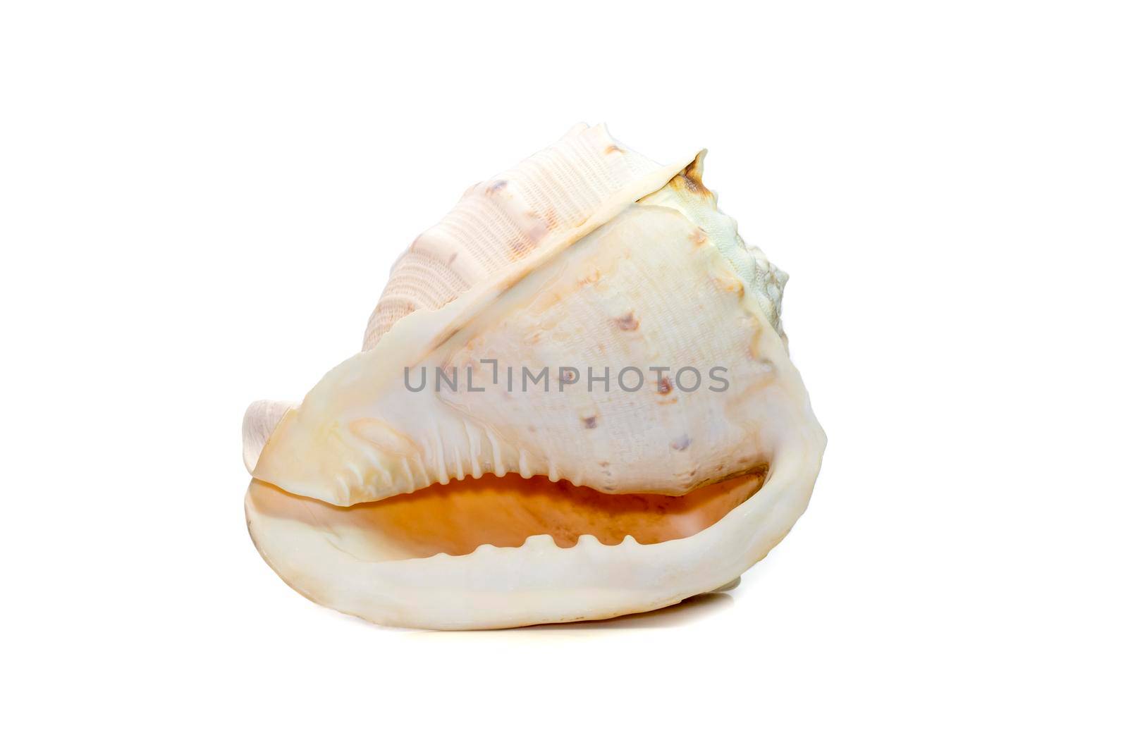 Image of Horned Helmet sea shells. (cassis Cornuta) is a species of extremely large sea snail isolated on white background. Undersea Animals. Sea Shells. by yod67