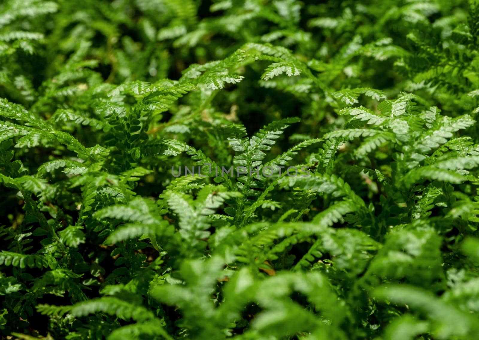 Full-frame texture background of Spike Moss fern leaves