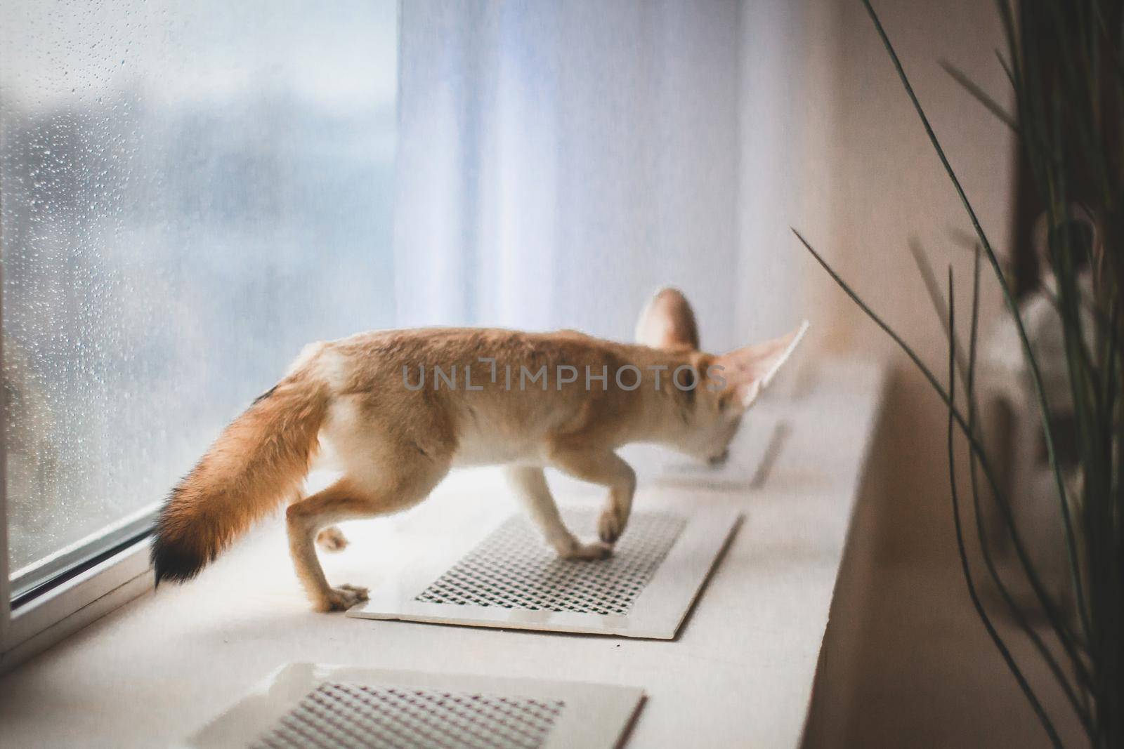 Pretty Fennec fox cub in front of window by RosaJay