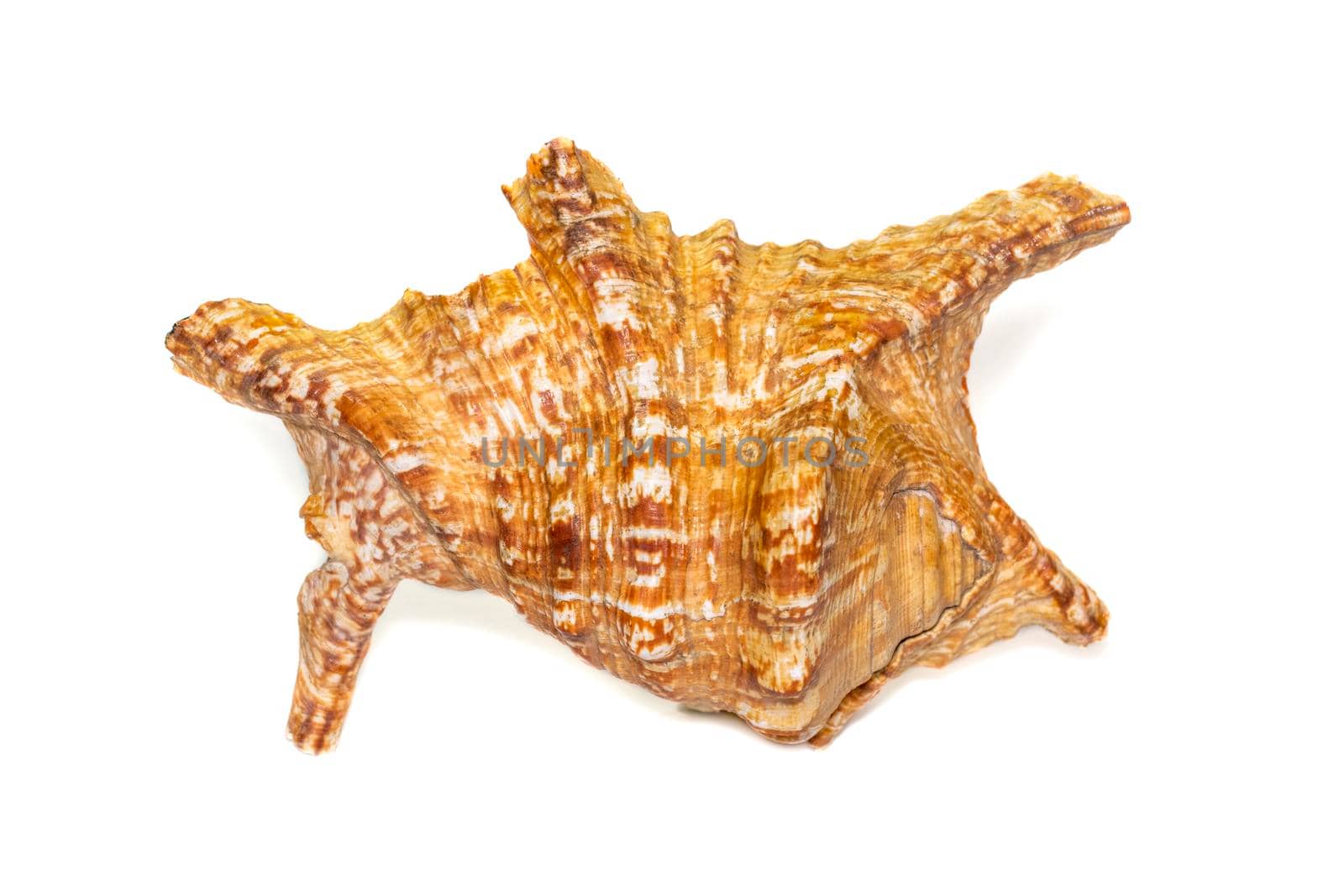 Image of lambis truncata sowerbyi sea shell on a white background. Sea shells. Undersea Animals.