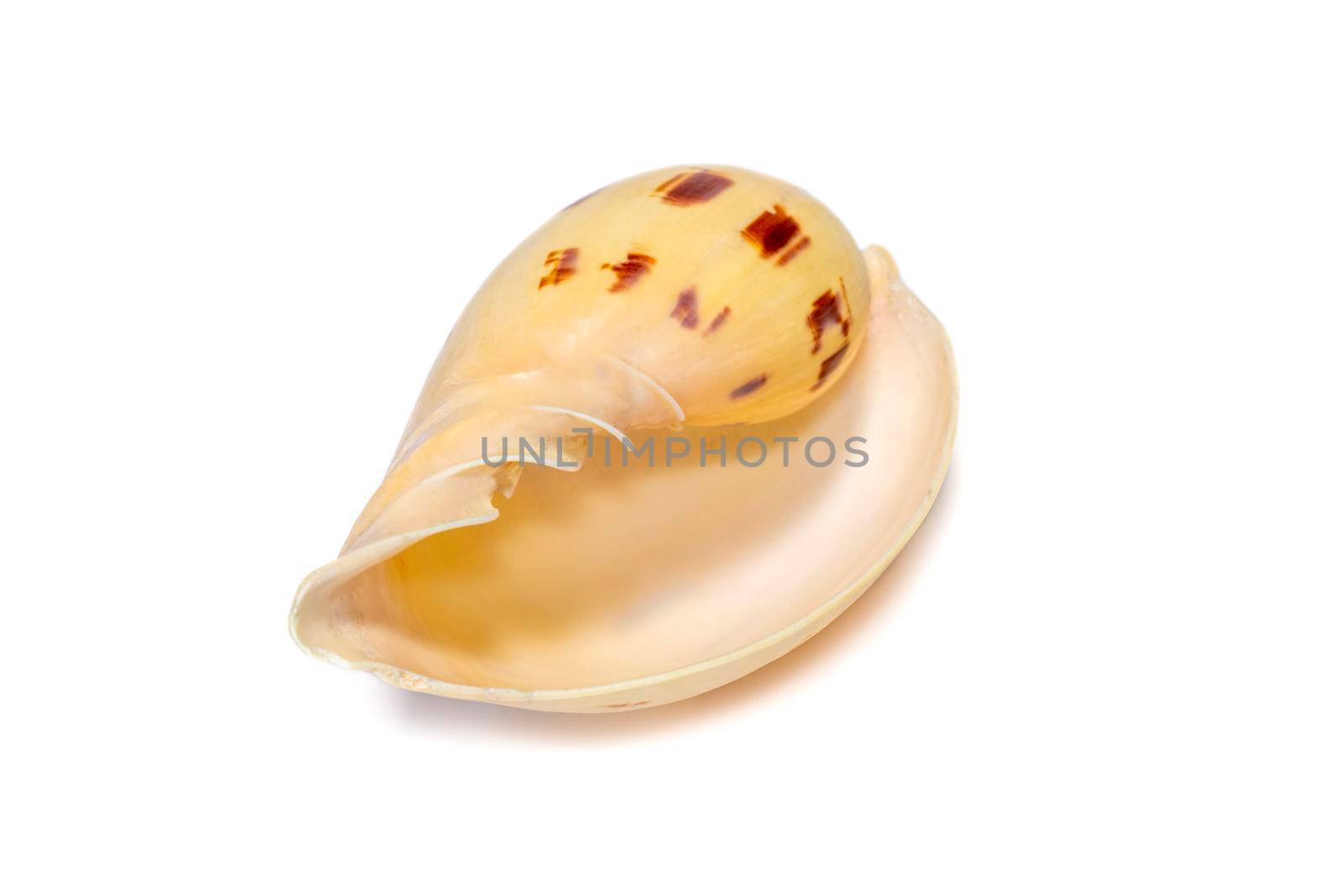 Image of seashells melo melo on a white background. Undersea Animals. Sea Shells.
