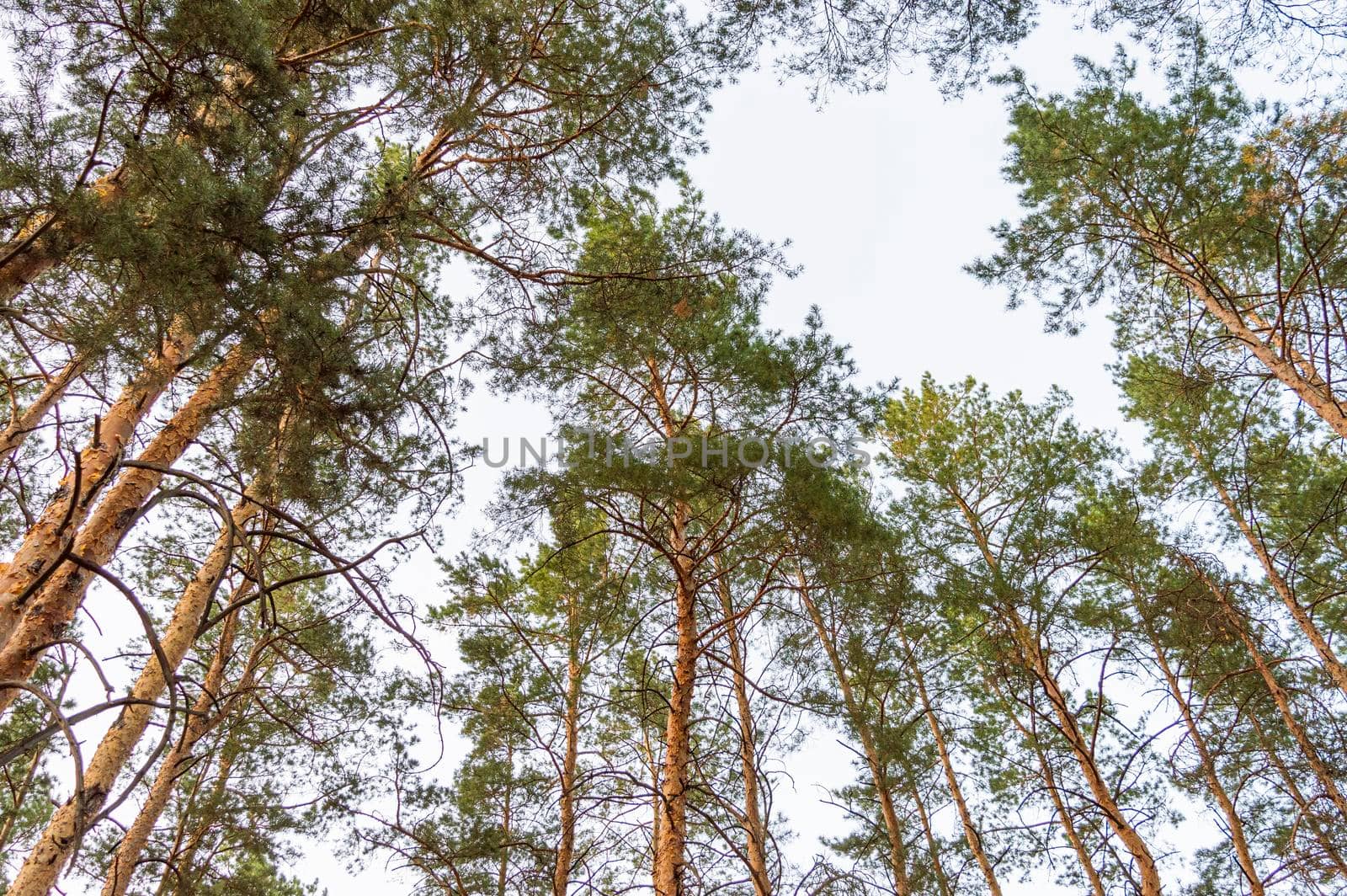 pine branch with a cone close up against the blue sky. High quality photo