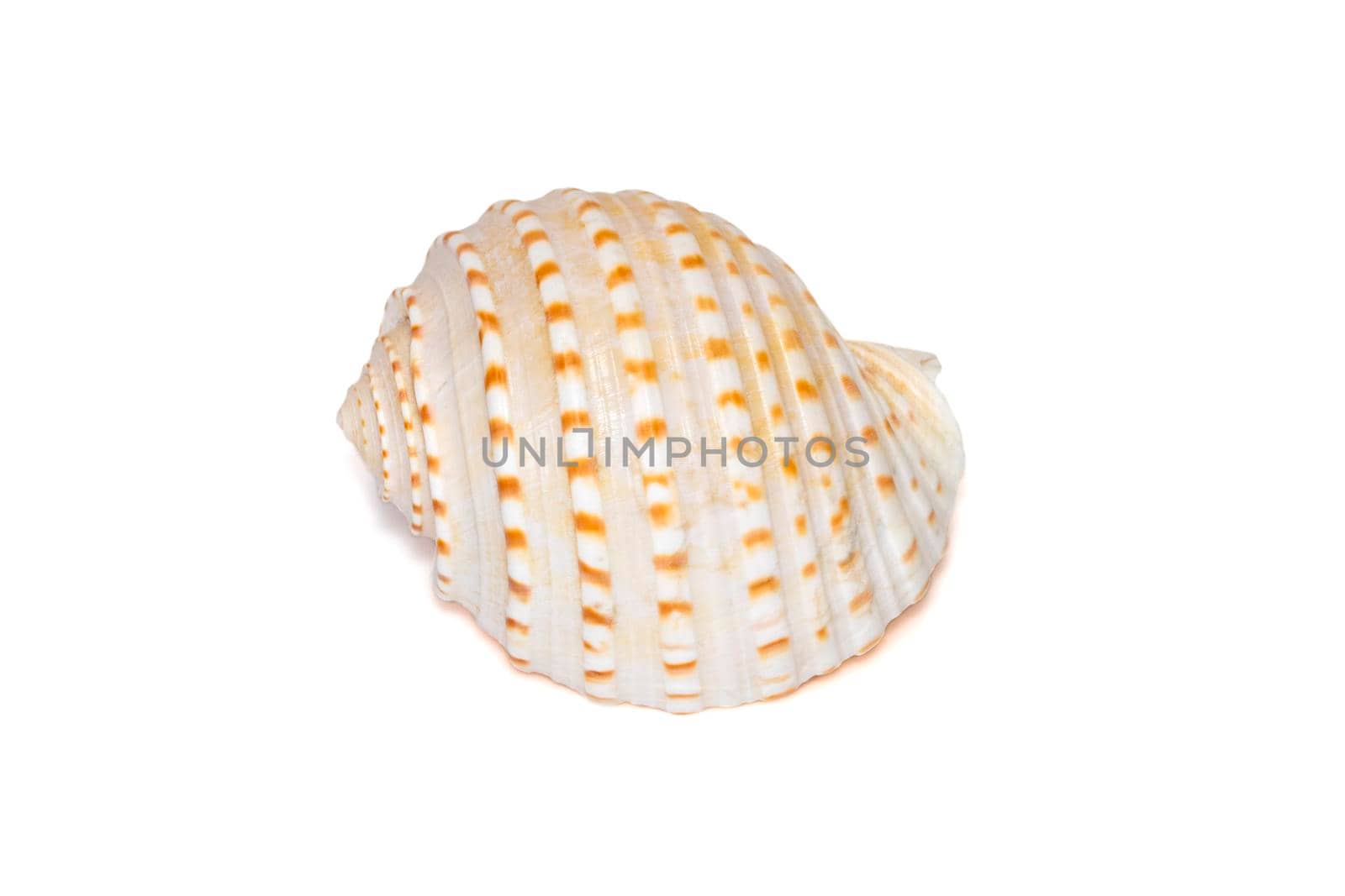 Image of seashells tonna tesselata on a white background. Undersea Animals. Sea Shells. by yod67