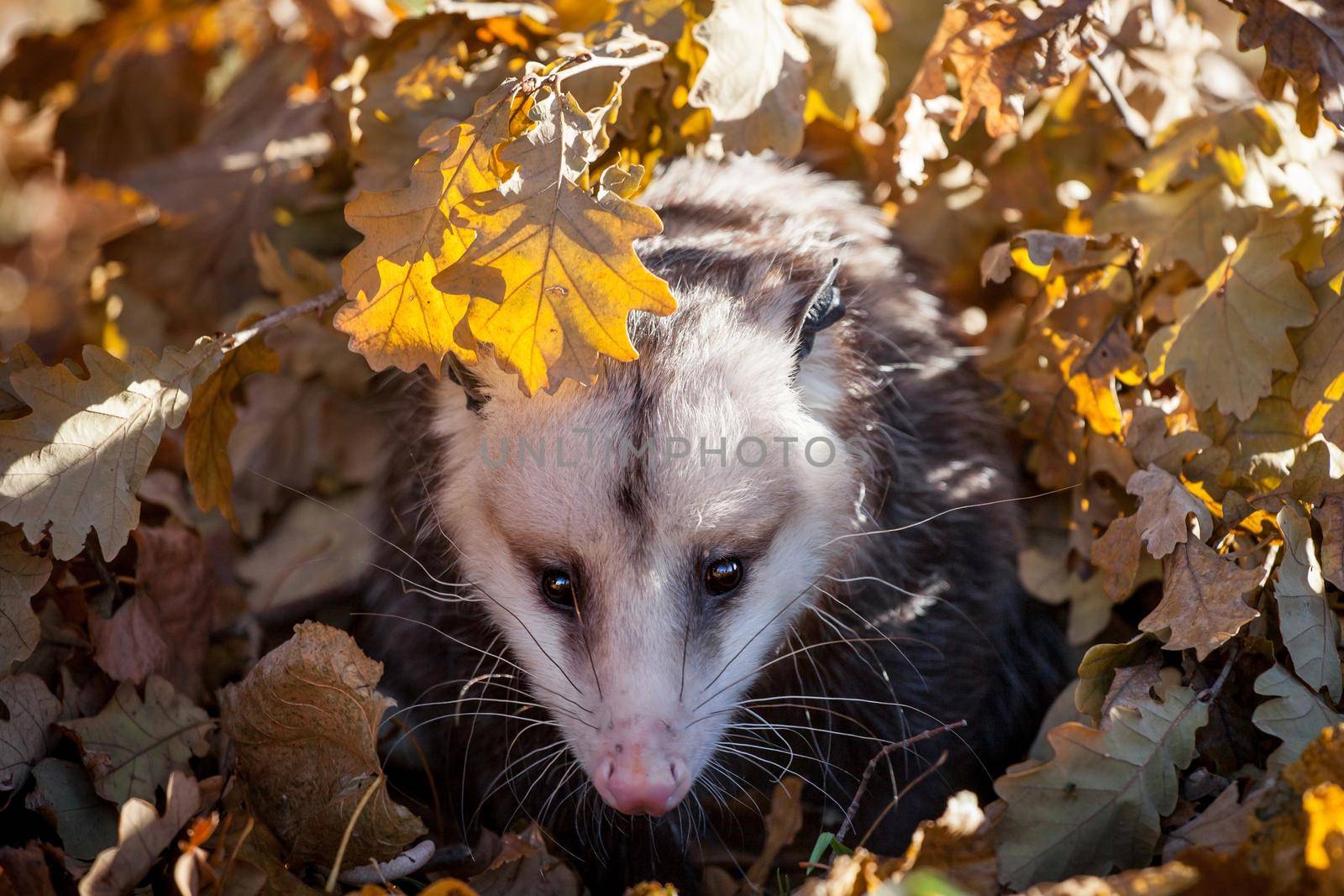 The Virginia or North American opossum, Didelphis virginiana, in autumn park