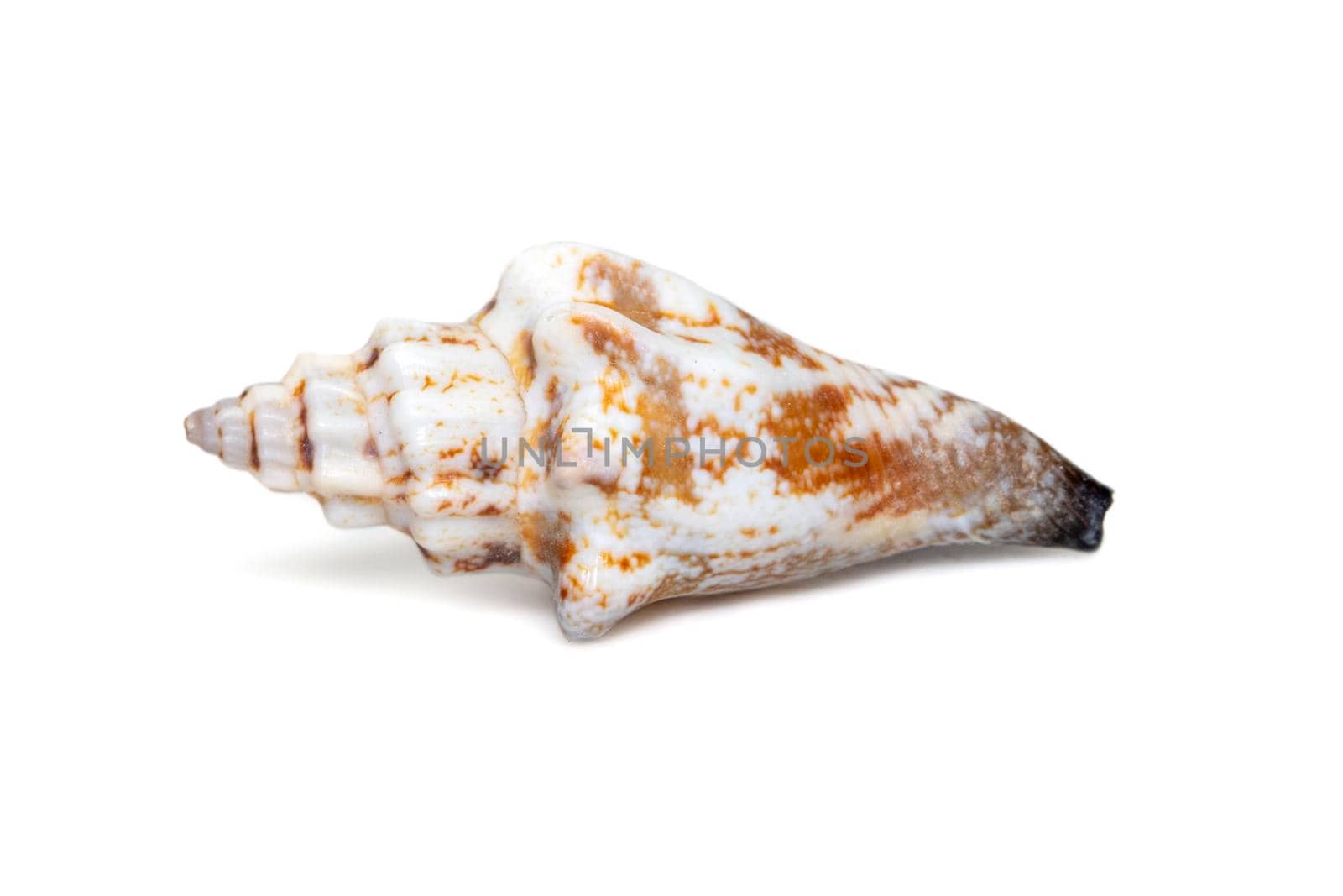 Image of canarium urceus is a species of sea snail, a marine gastropod mollusk in the family strombidae, the true conchs on a white background. Red Sea Snail. Undersea Animals. Sea Shells.