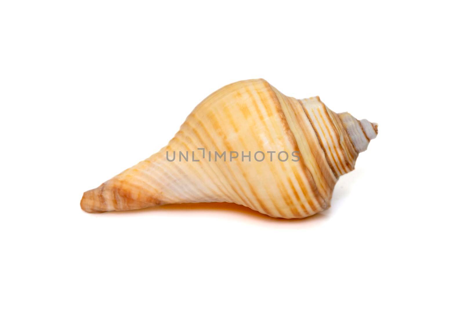 Image of hemifusus sea shells a genus of marine gastropod mollusks in the family Melongenidae isolated on white background. Undersea Animals. Sea Shells. by yod67