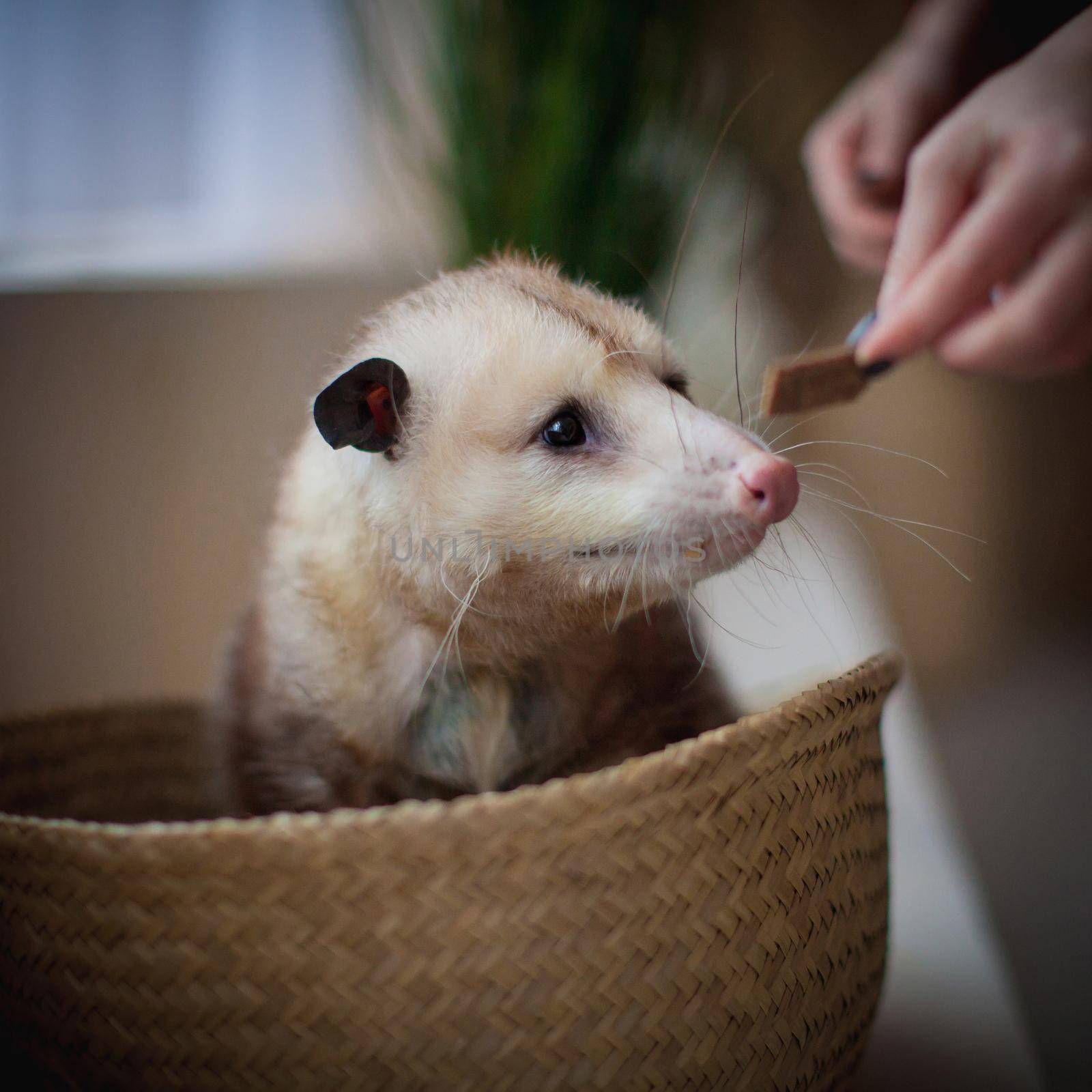 The Virginia opossum, Didelphis virginiana, in a basket by RosaJay