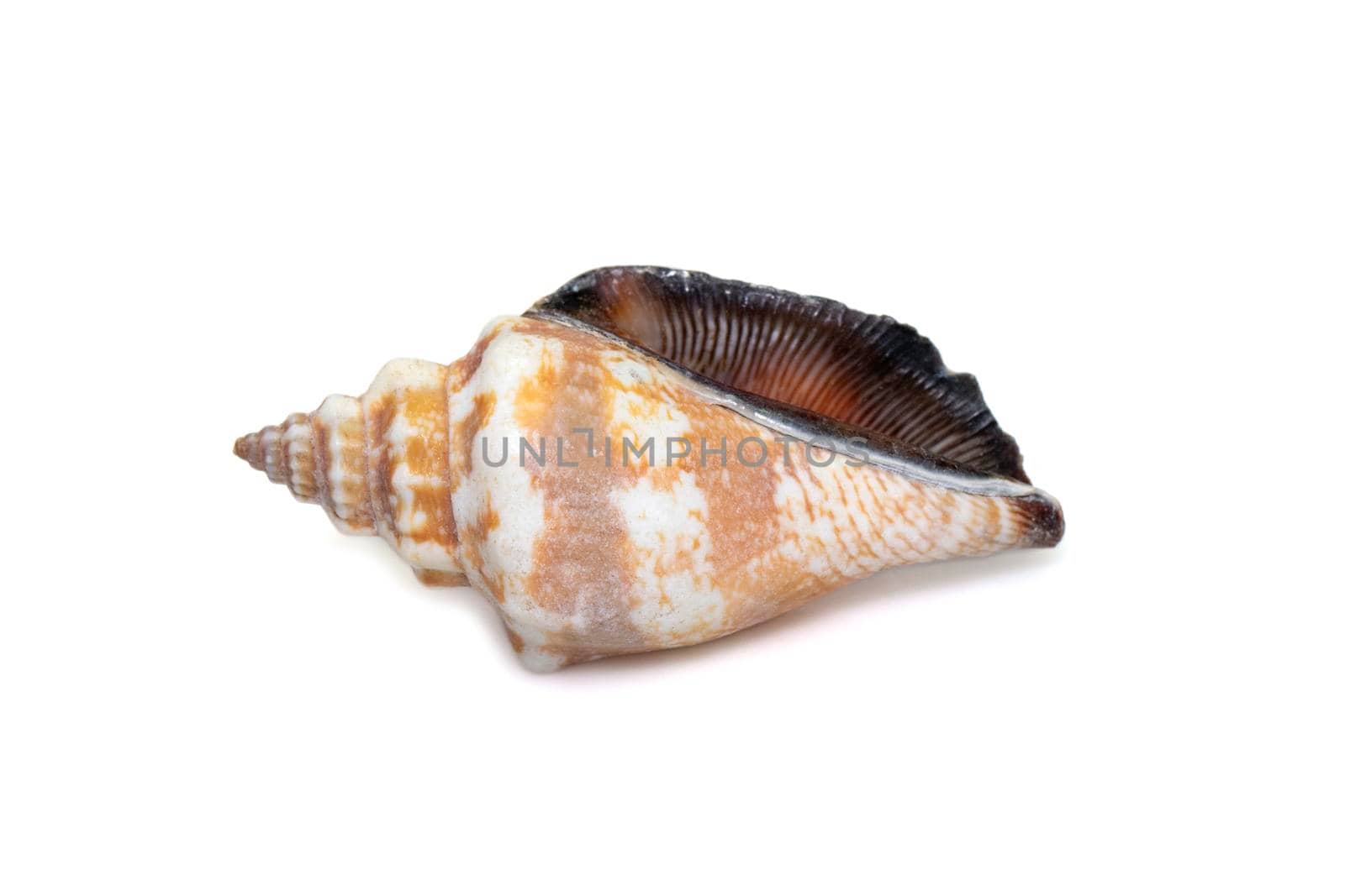 Image of canarium urceus is a species of sea snail, a marine gastropod mollusk in the family Strombidae, the true conchs isolated on white background. Undersea Animals. Sea Shells.