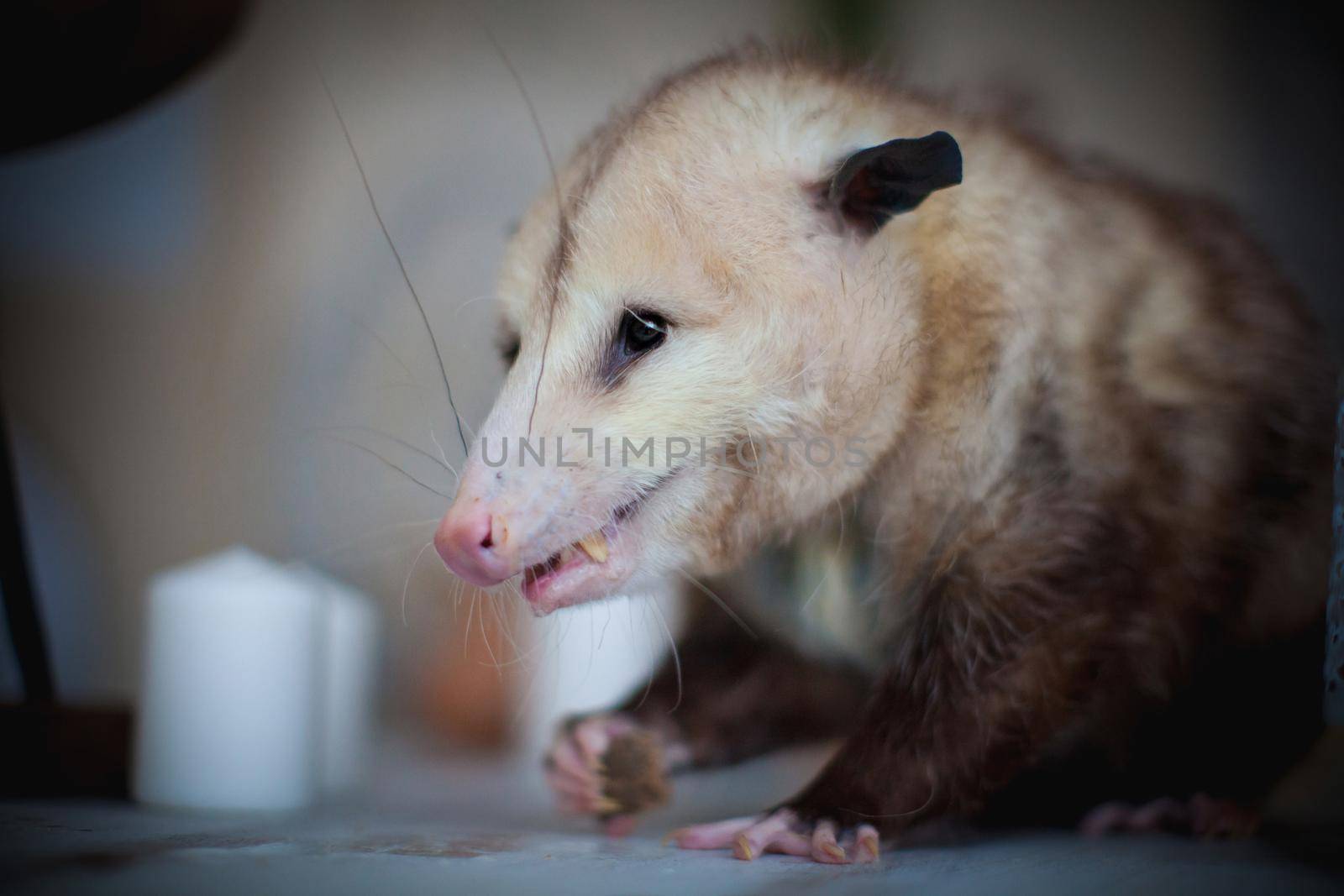 The Virginia opossum, Didelphis virginiana, on a table by RosaJay