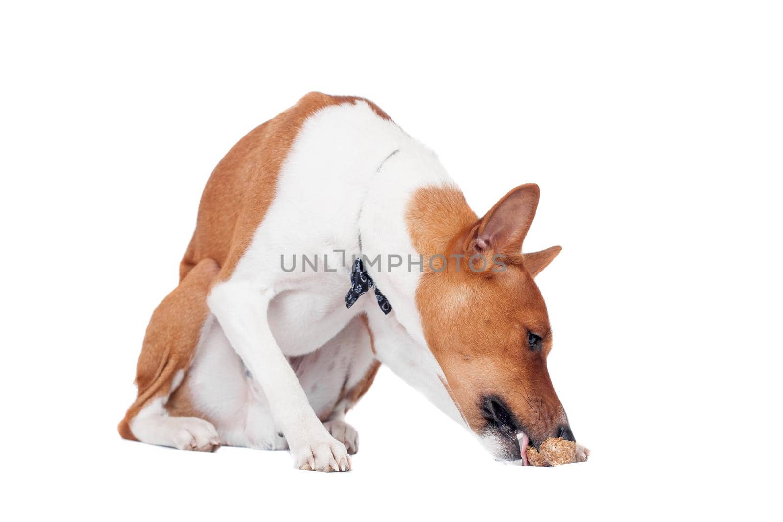 Red basenji dog isolated on white background