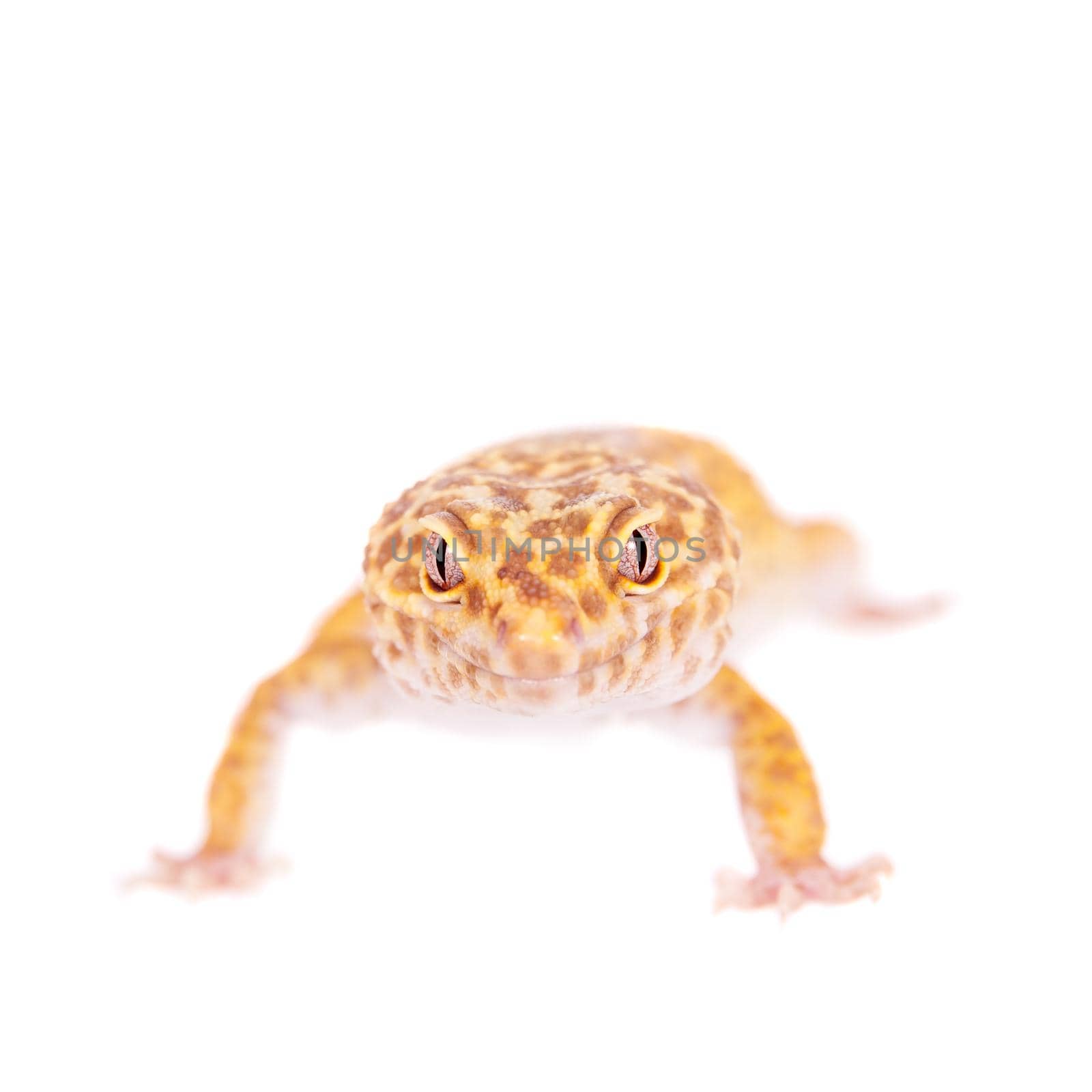 Tangerine Tremper Leopard Gecko on a white background